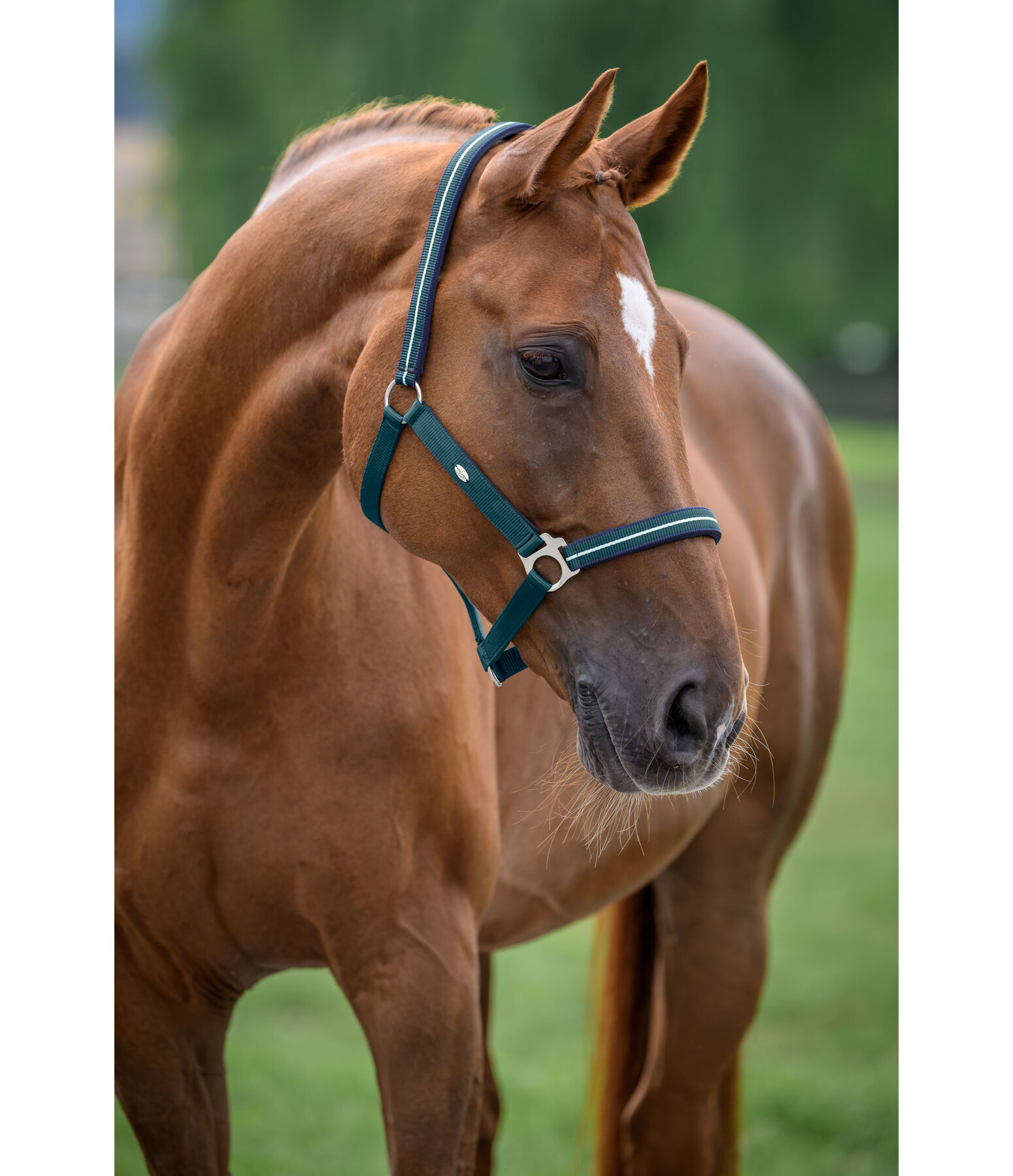 Headcollar Primary