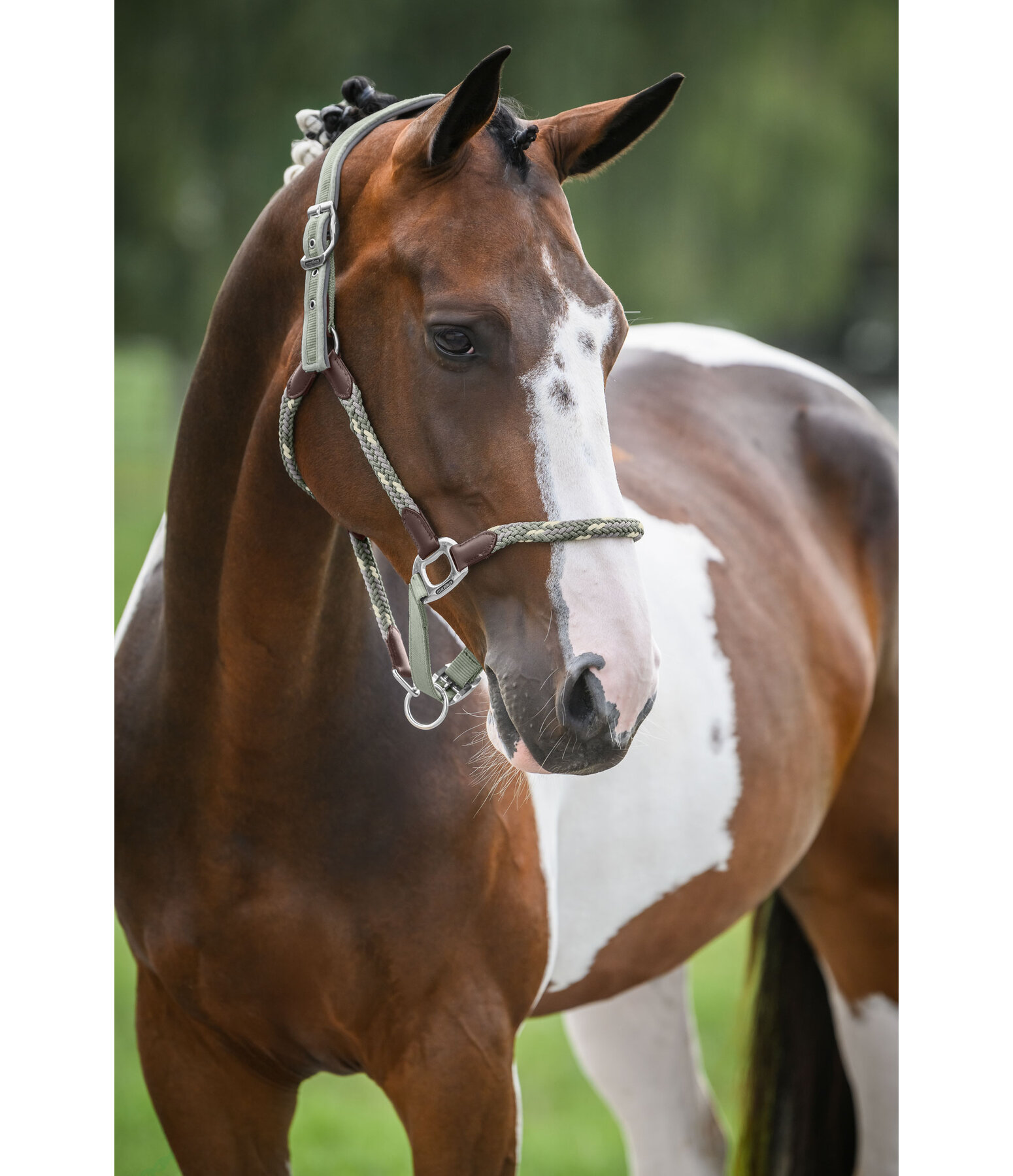 Anatomical Headcollar Sophistication