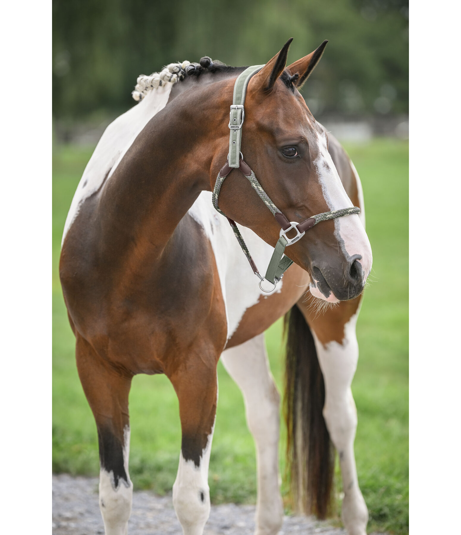 Anatomical Headcollar Sophistication