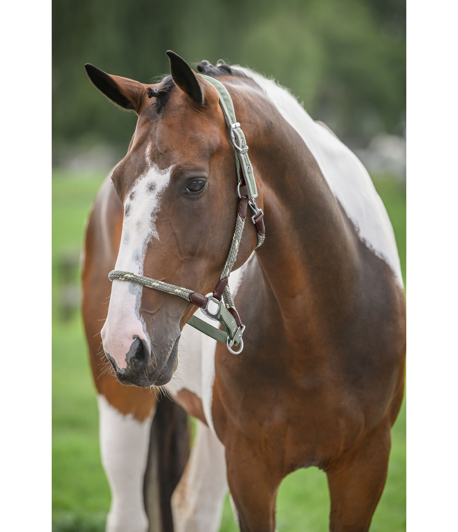 Anatomical Headcollar Sophistication
