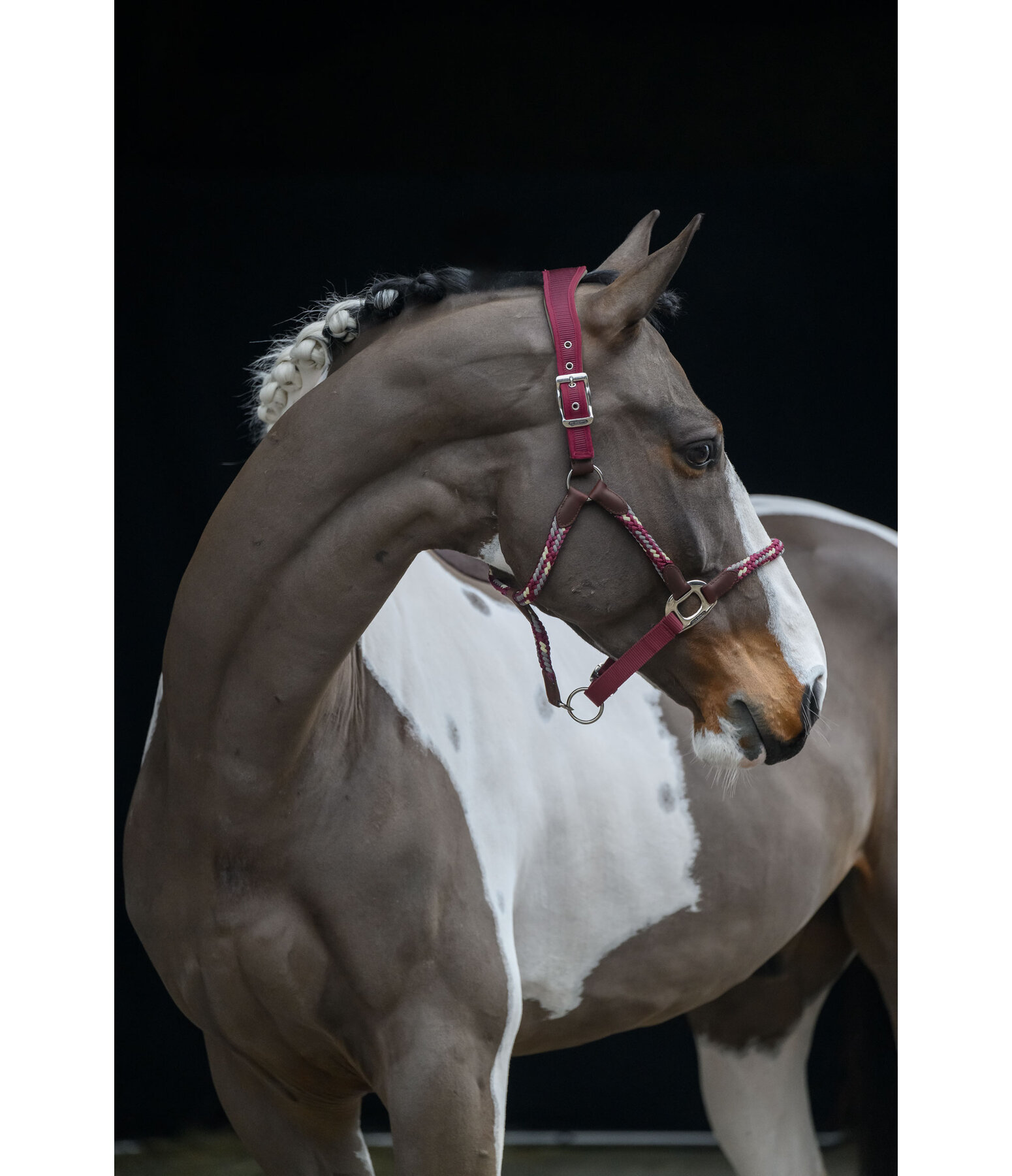 Anatomical Headcollar Sophistication