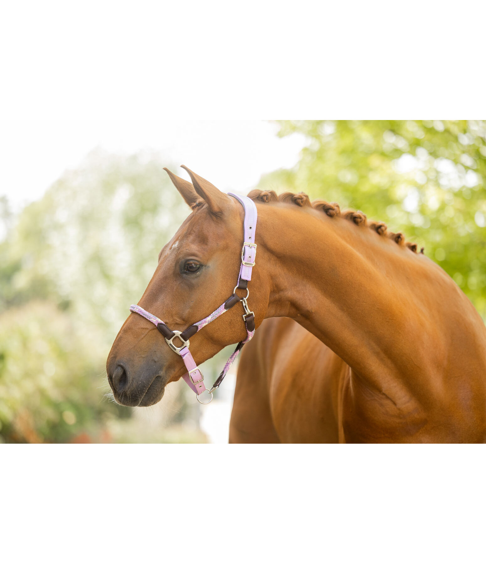 Anatomical Headcollar Sophistication