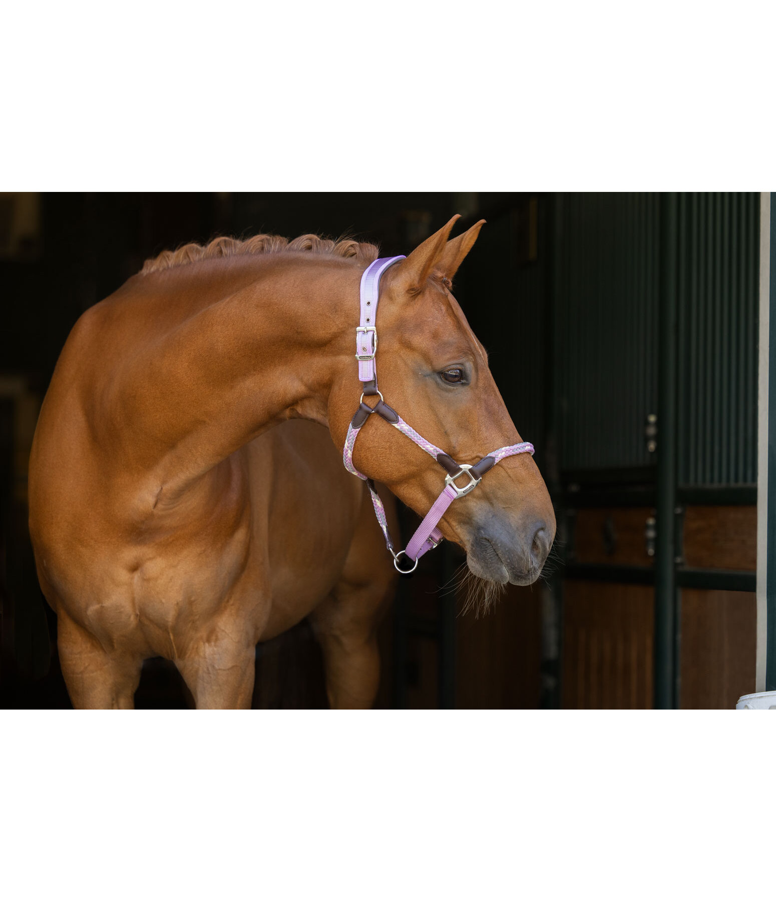 Anatomical Headcollar Sophistication