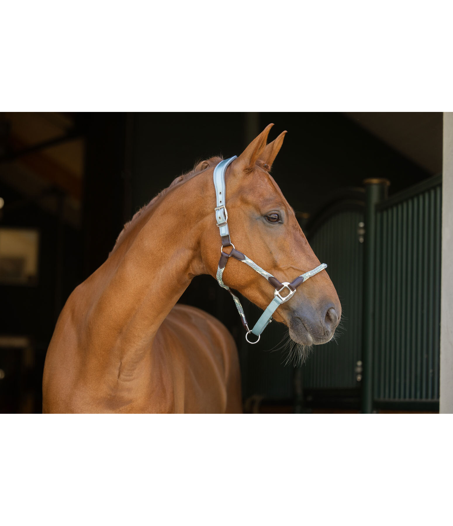 Anatomical Headcollar Sophistication