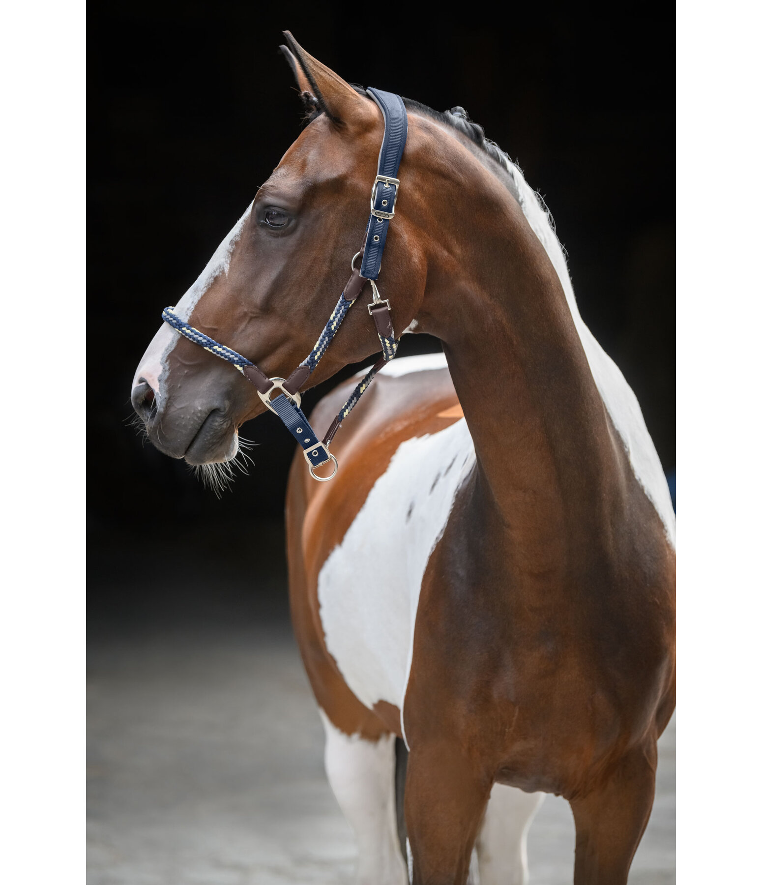Anatomical Headcollar Sophistication