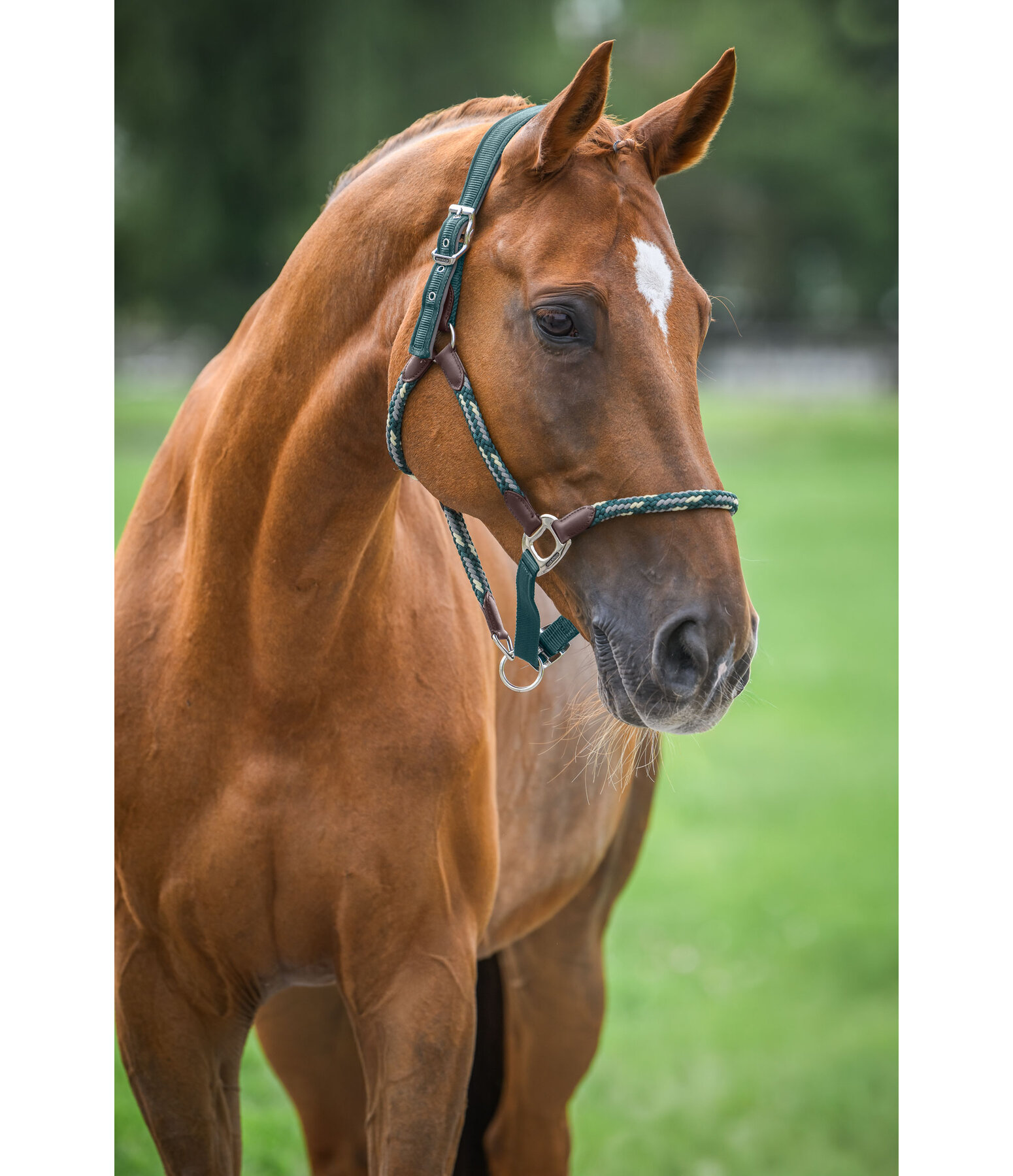 Anatomical Headcollar Sophistication