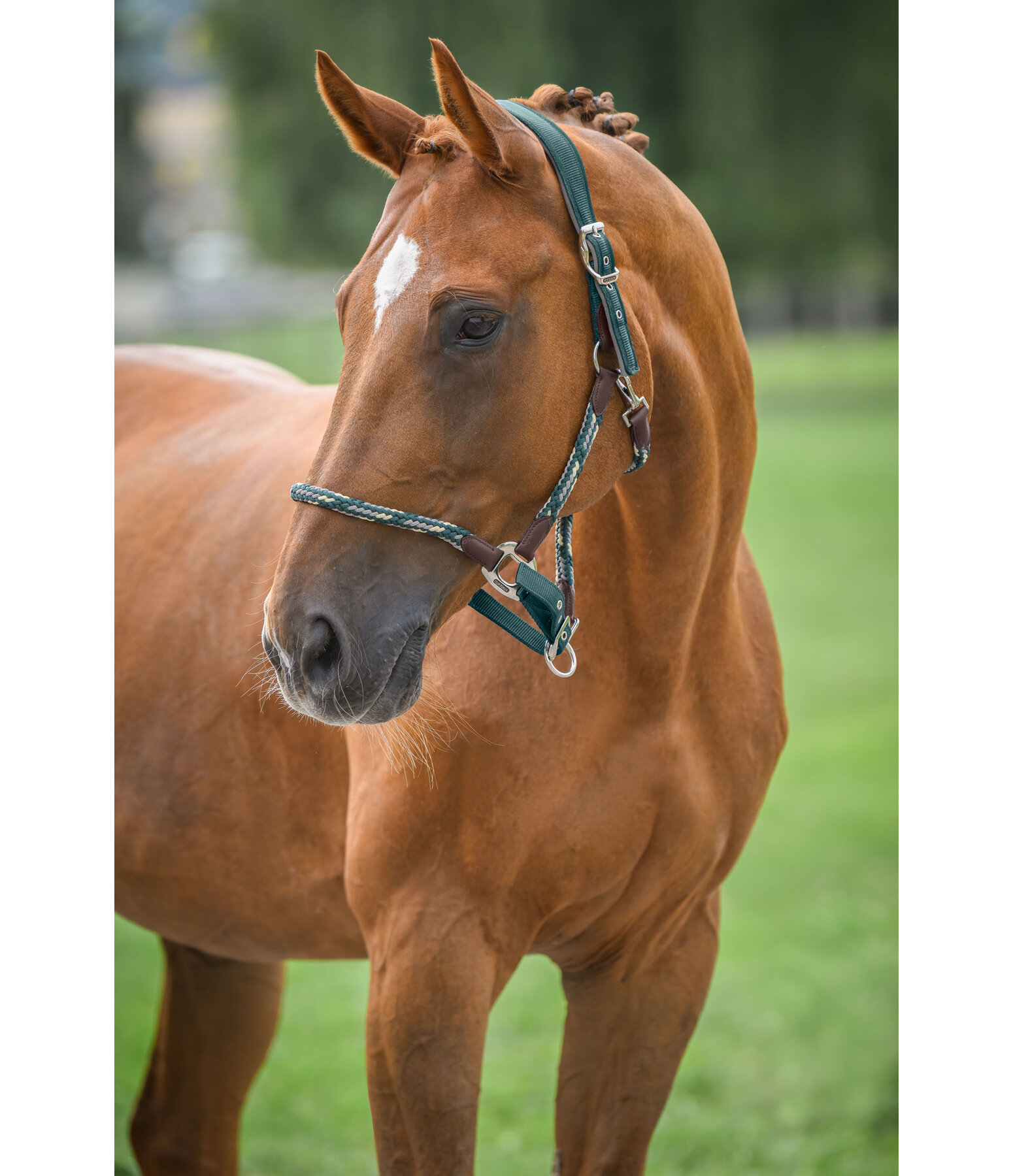 Anatomical Headcollar Sophistication