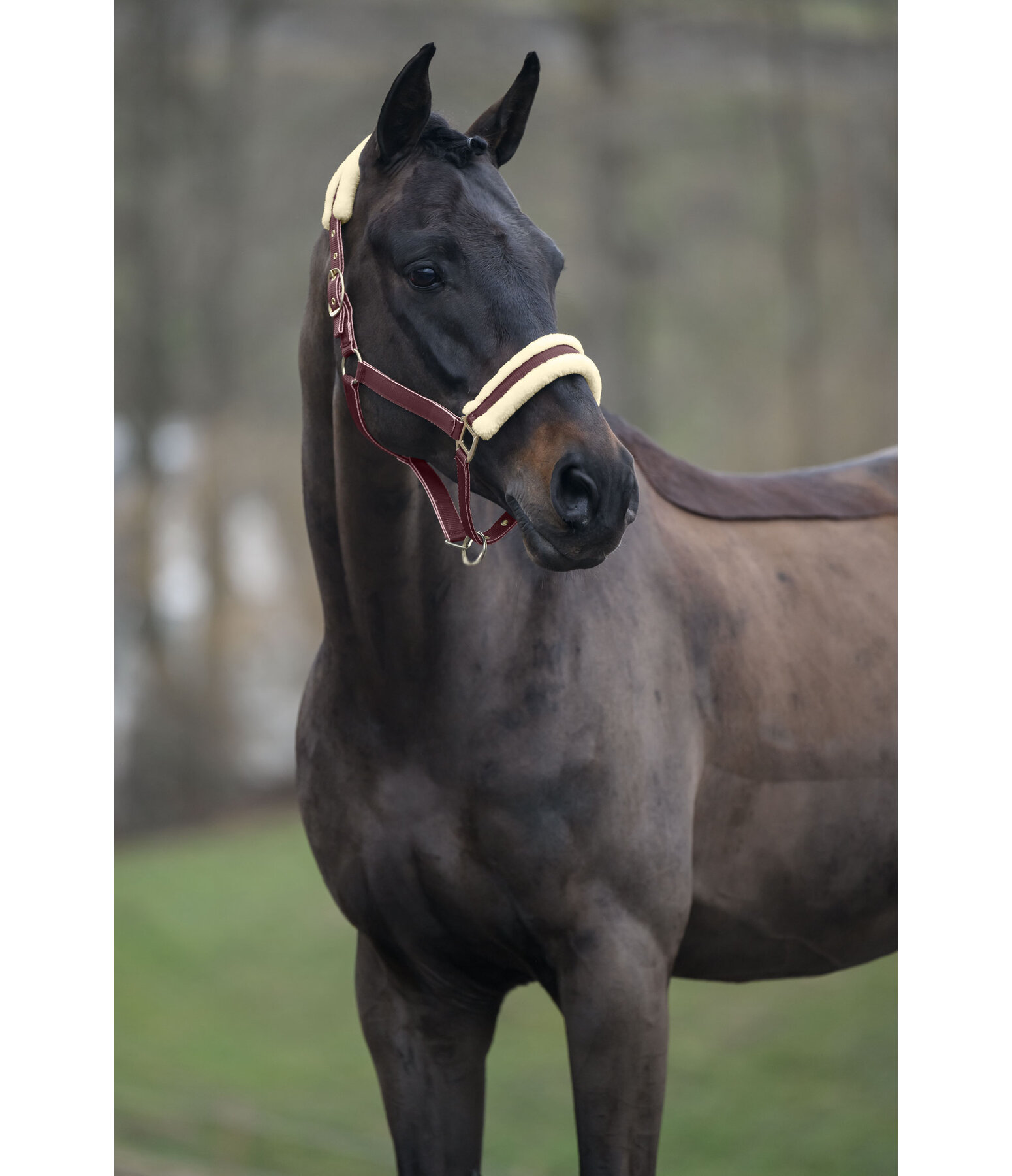 Headcollar Night Sky