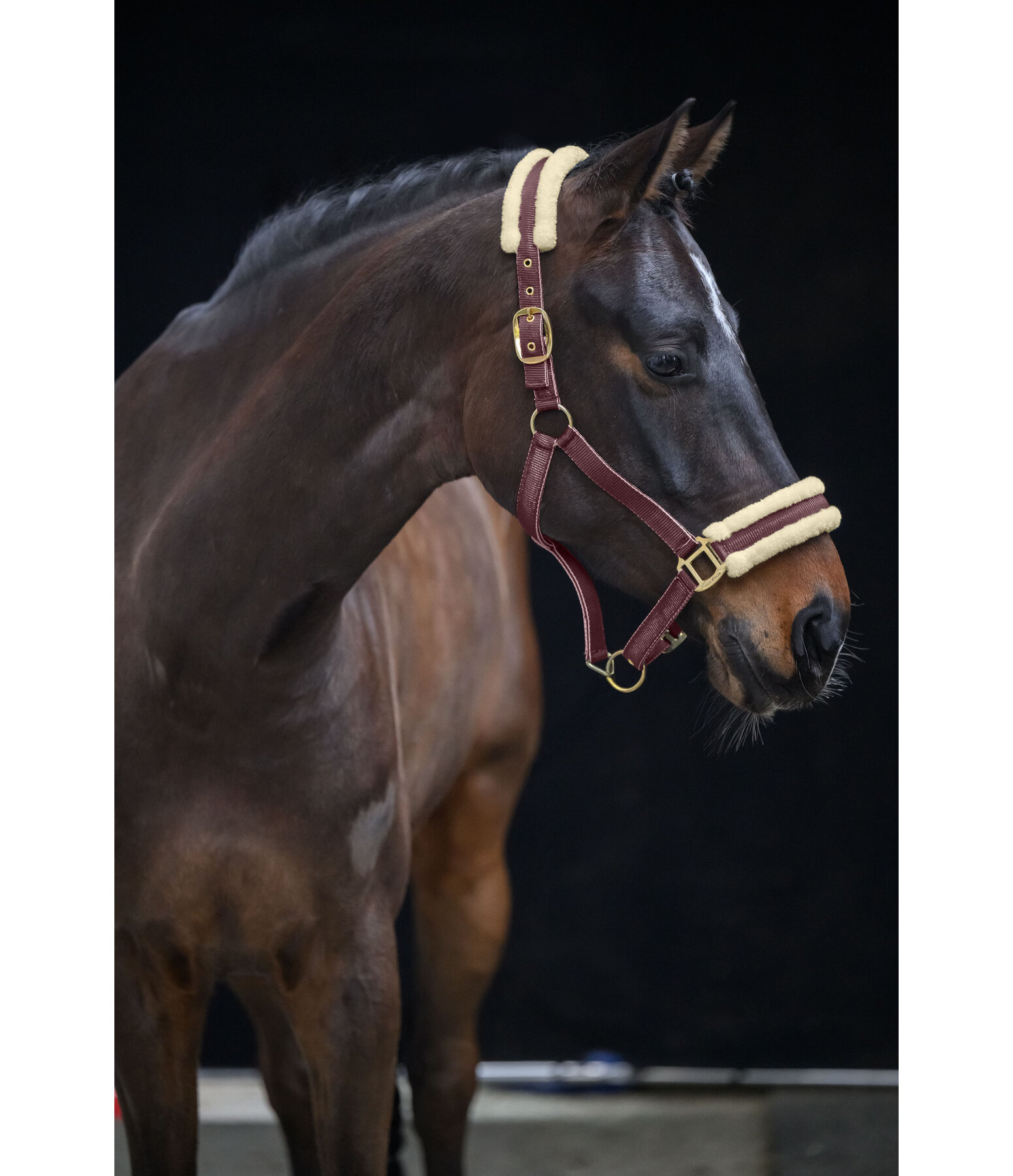 Headcollar Night Sky