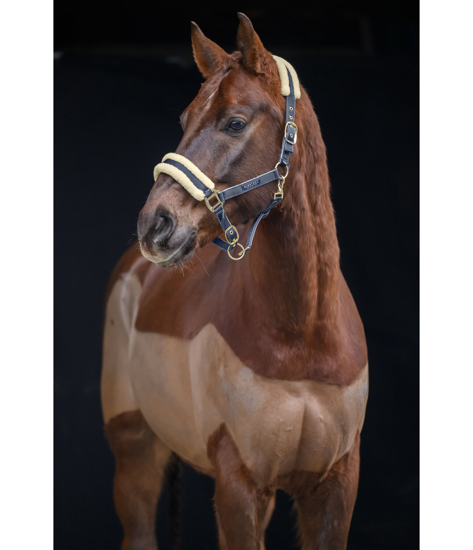 Headcollar Night Sky