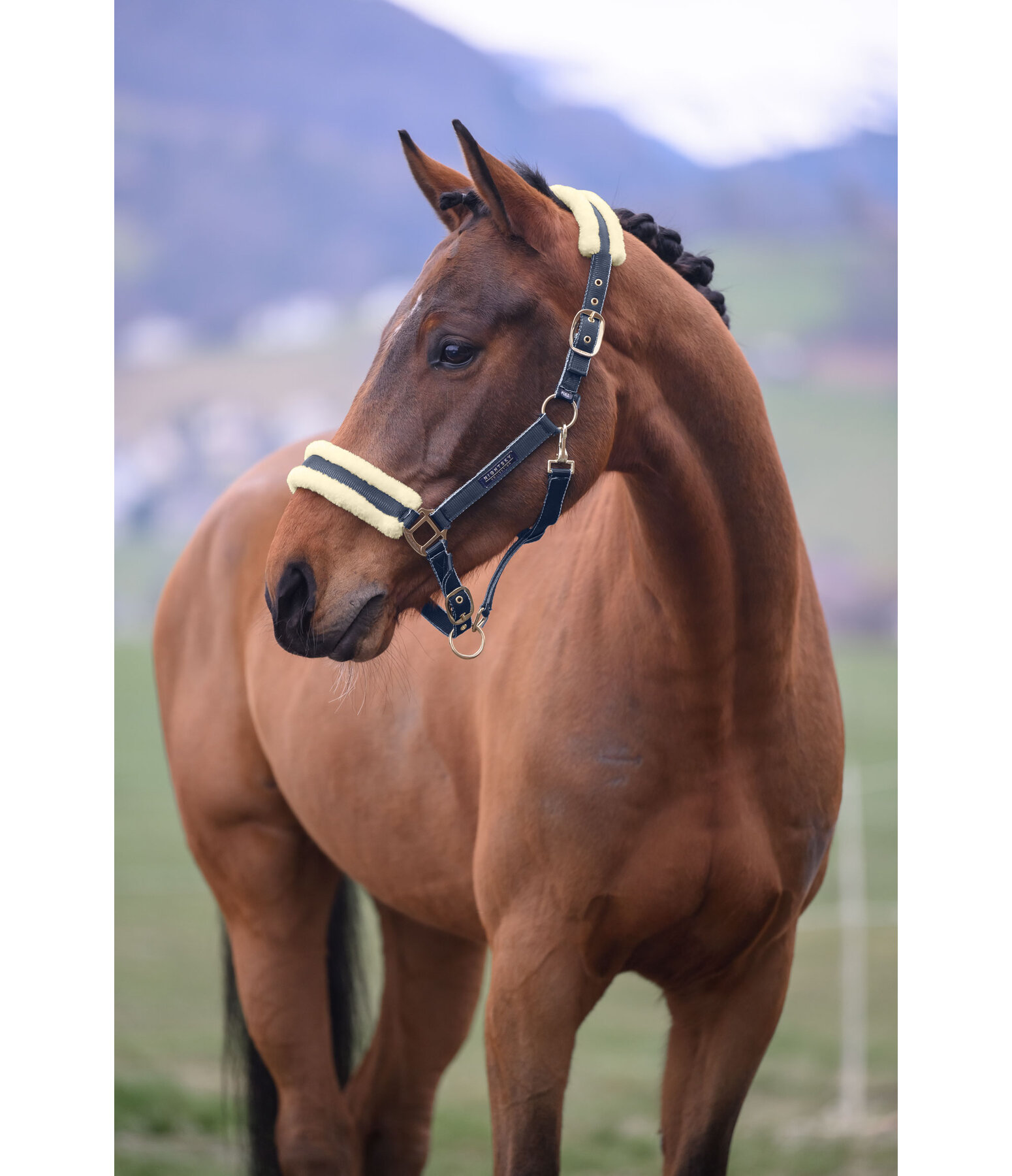 Headcollar Night Sky