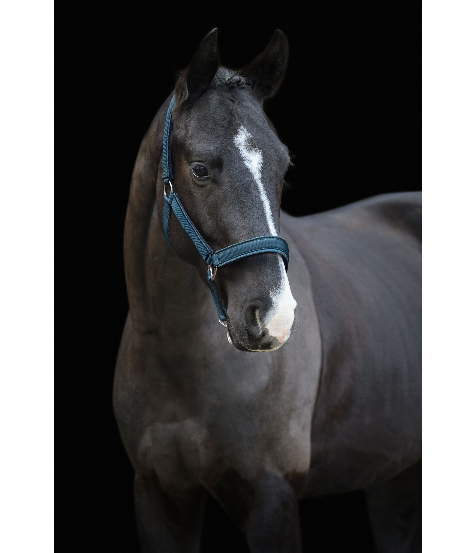 Headcollar Glitter