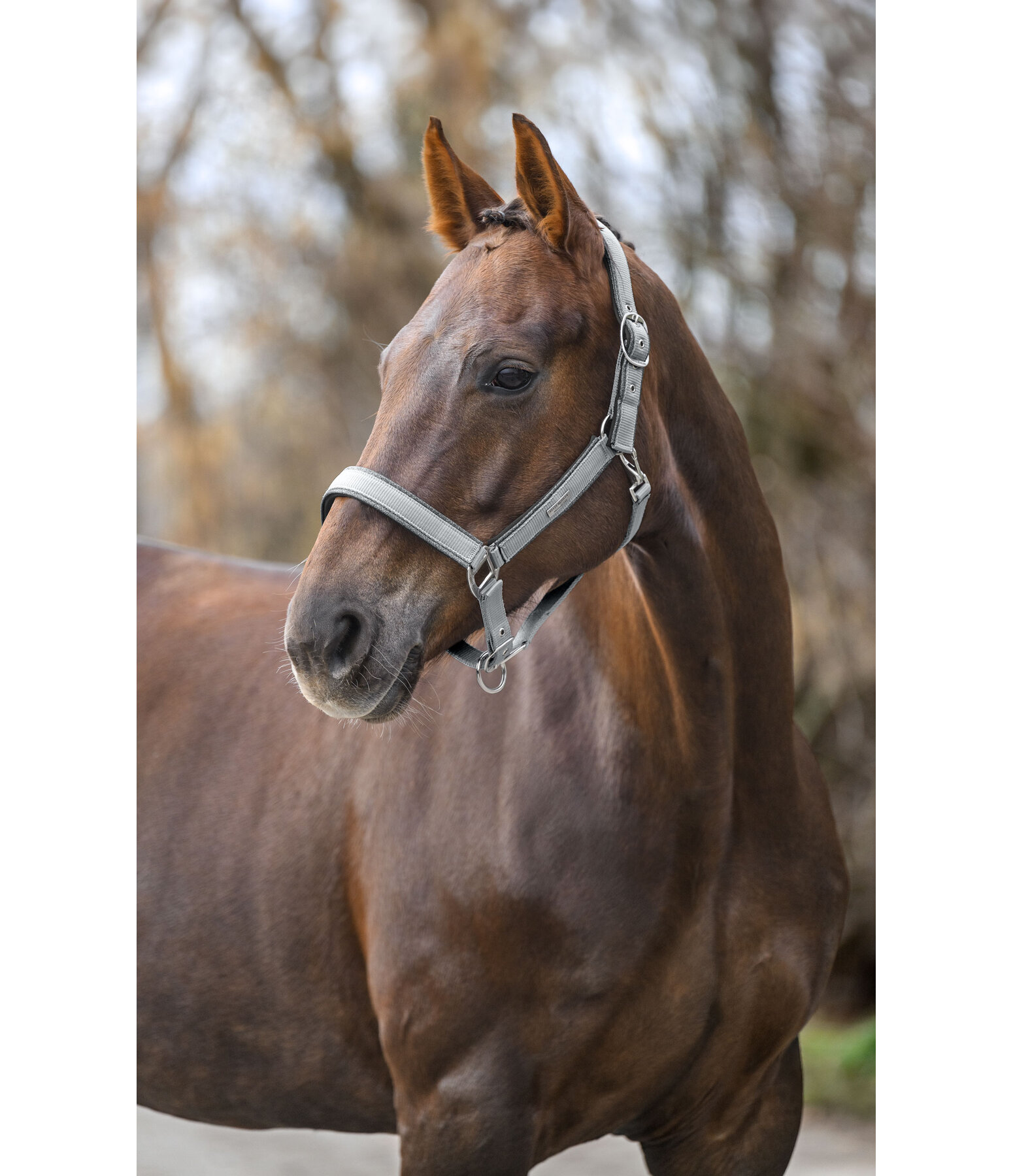 Headcollar Glitter