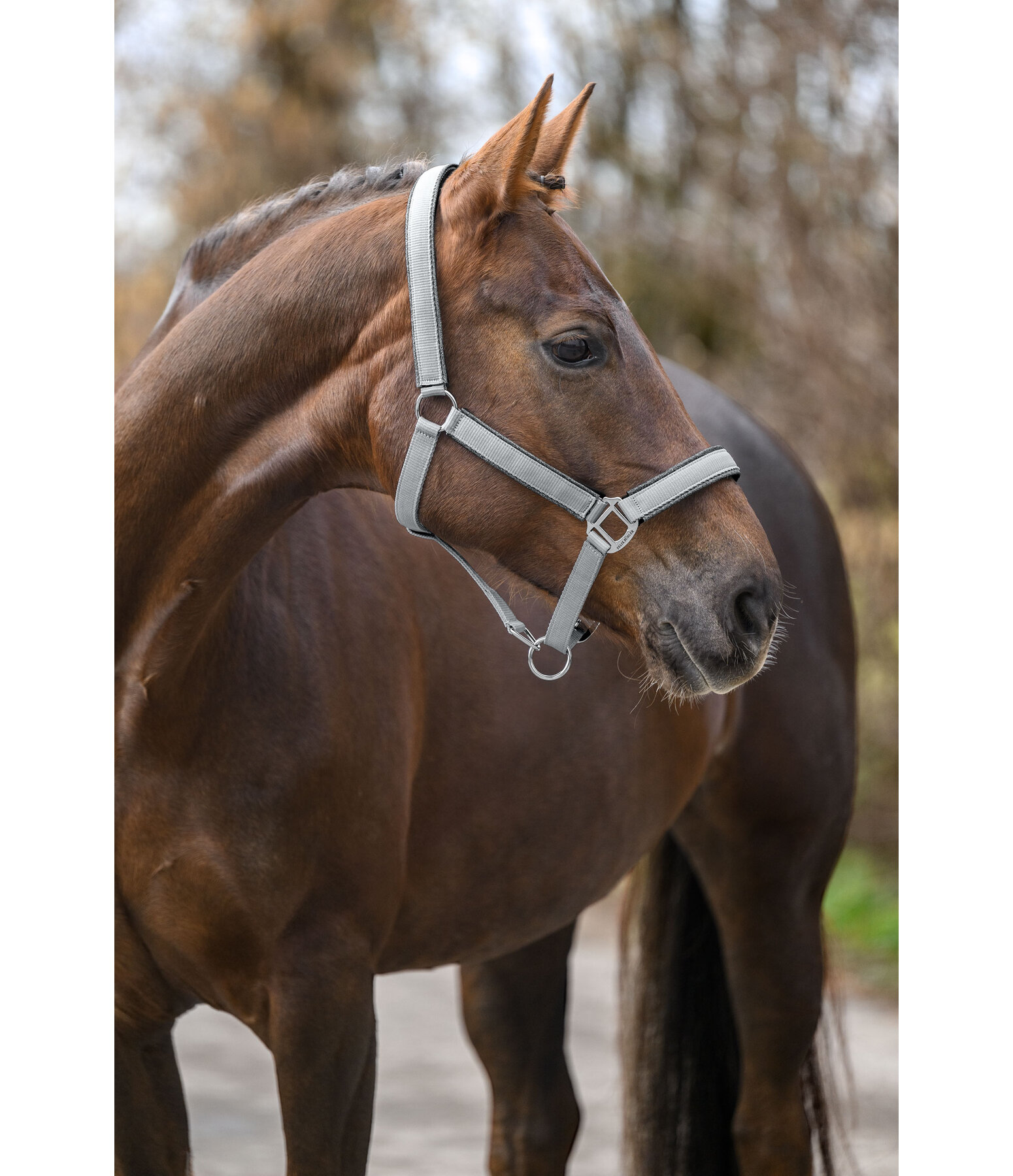 Headcollar Glitter