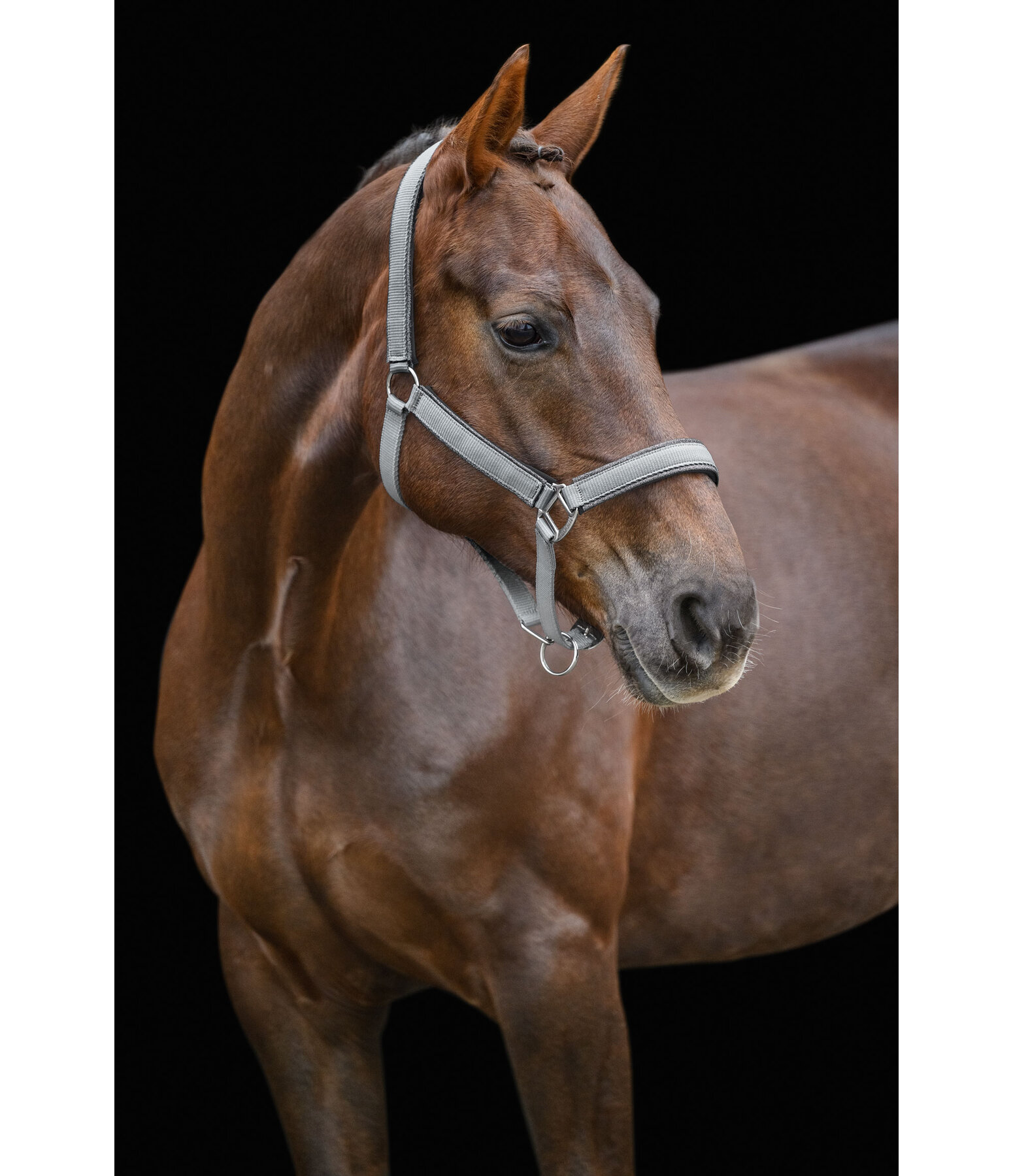 Headcollar Glitter