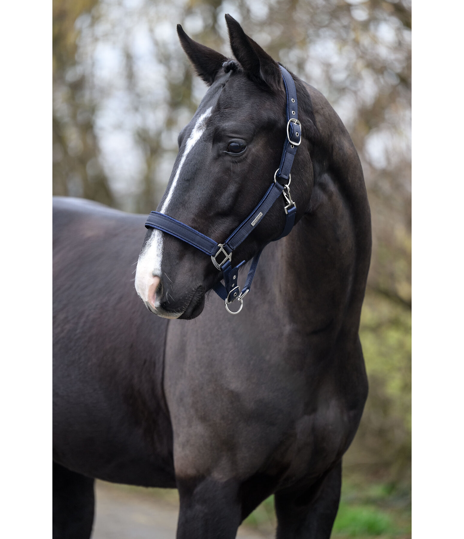 Headcollar Glitter