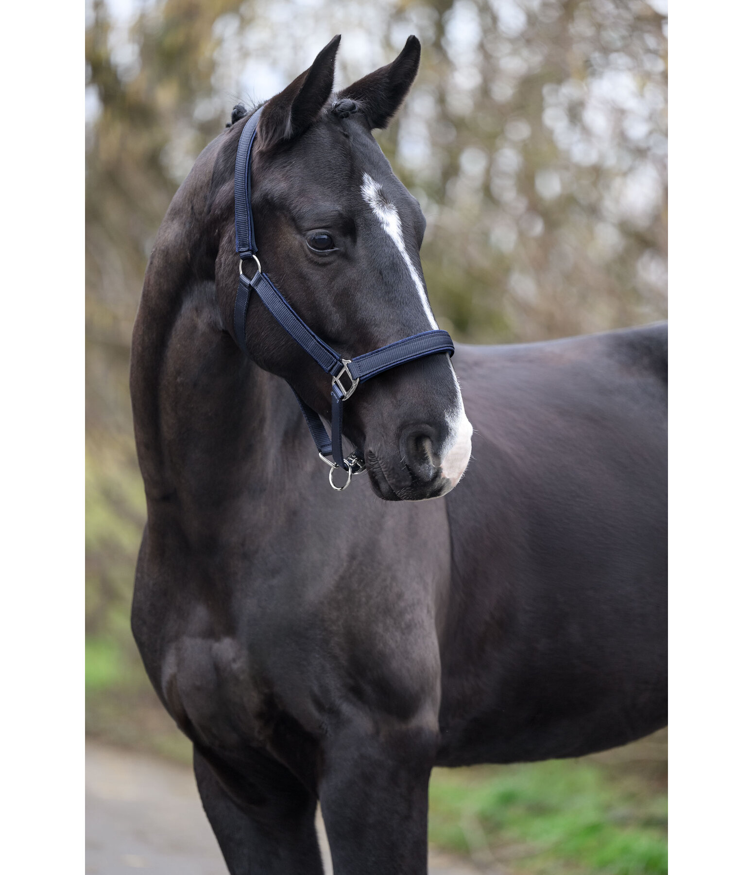 Headcollar Glitter