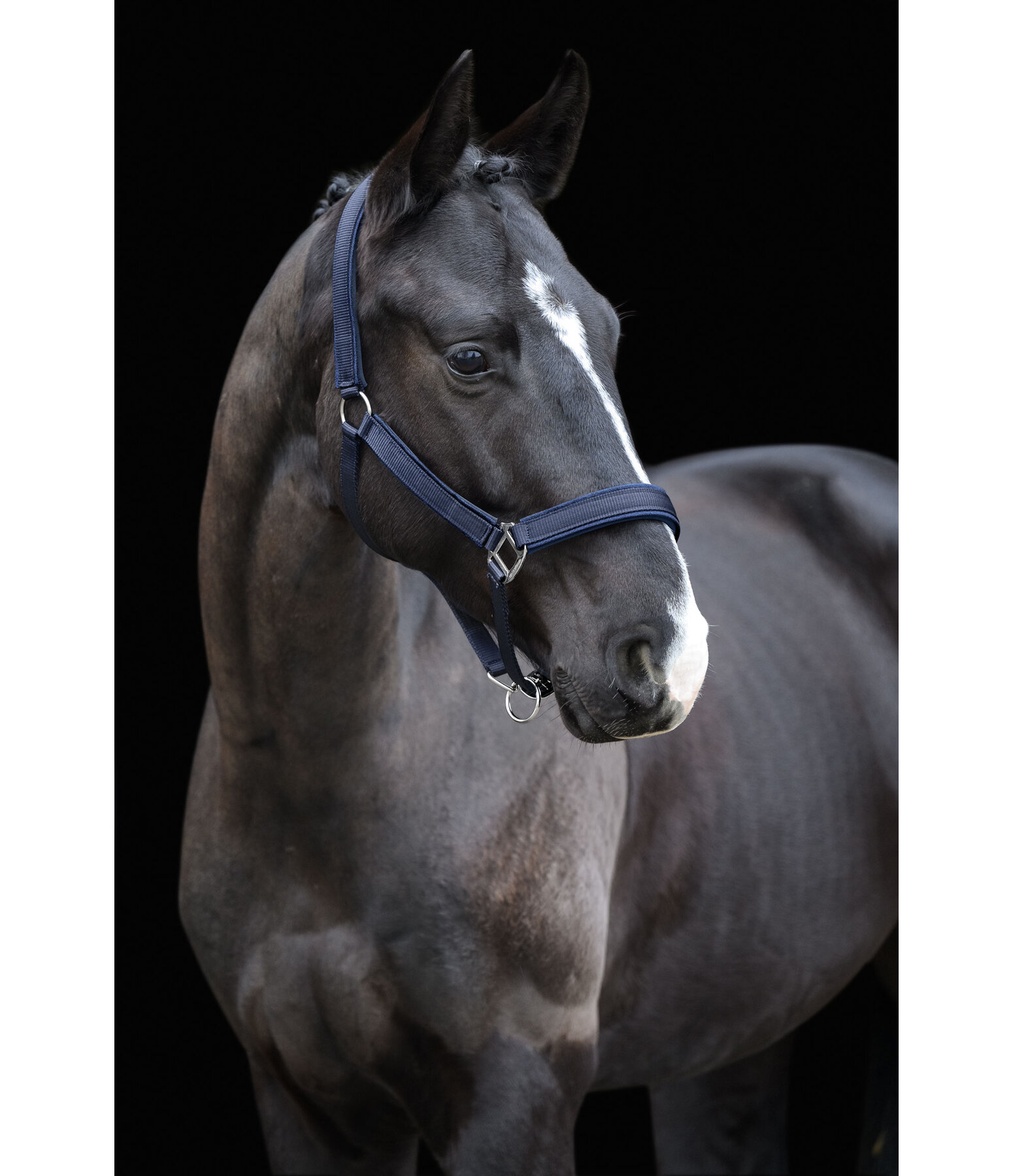 Headcollar Glitter