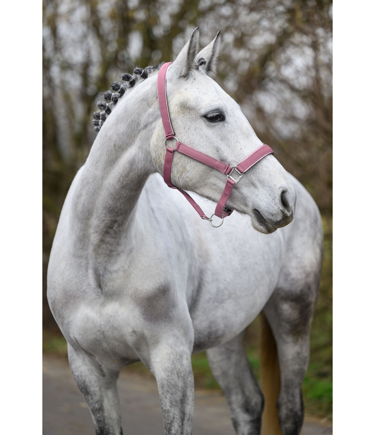 Headcollar Glitter