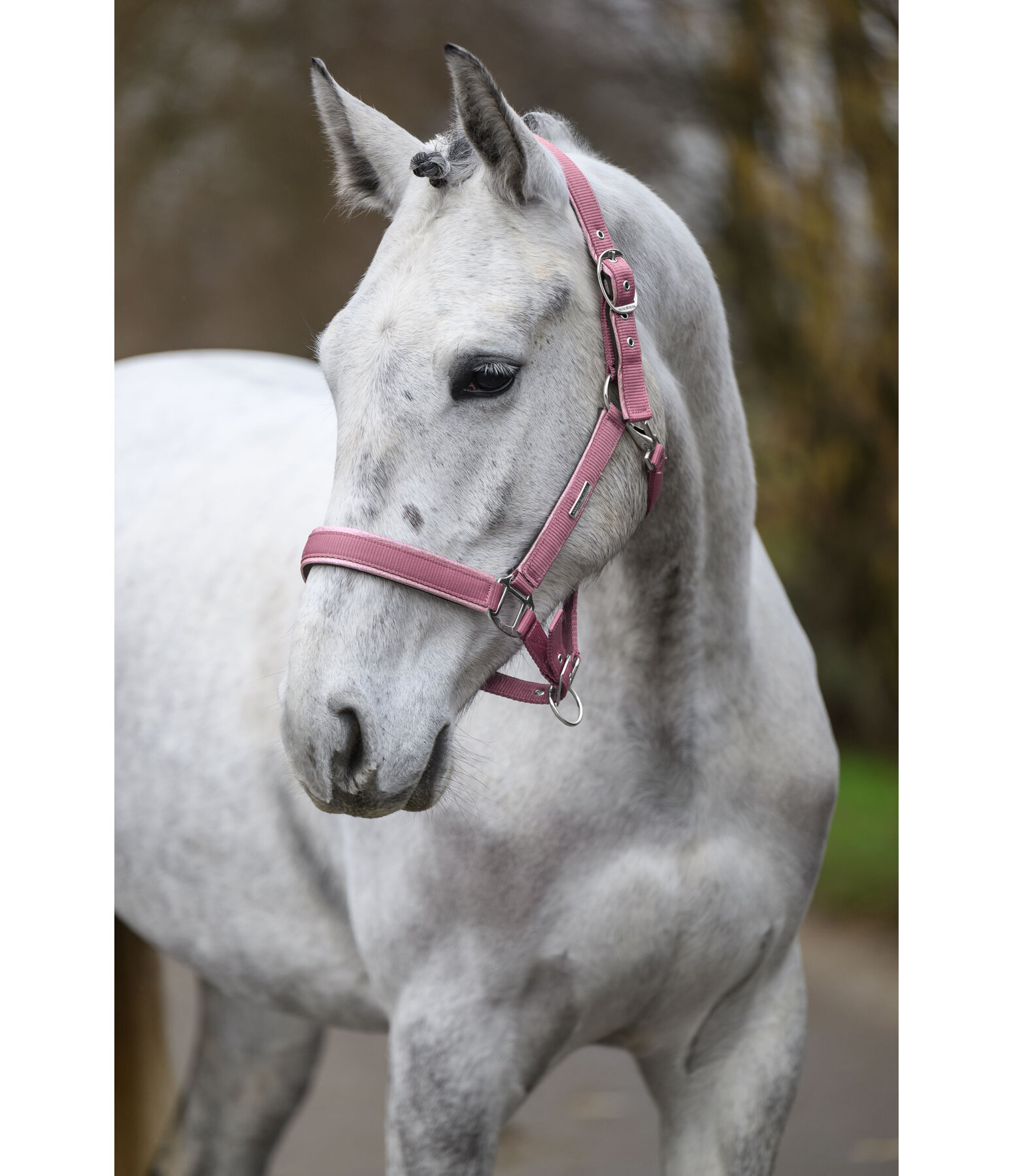 Headcollar Glitter