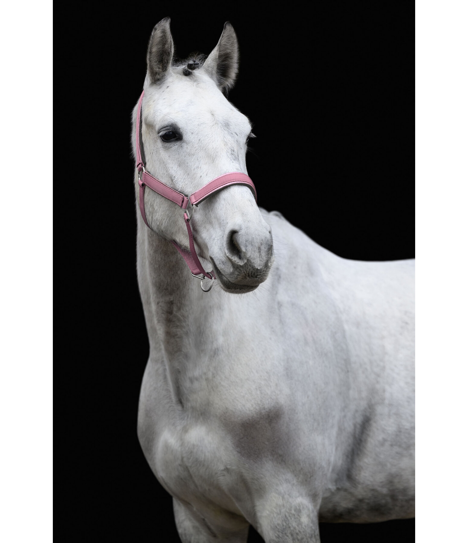 Headcollar Glitter