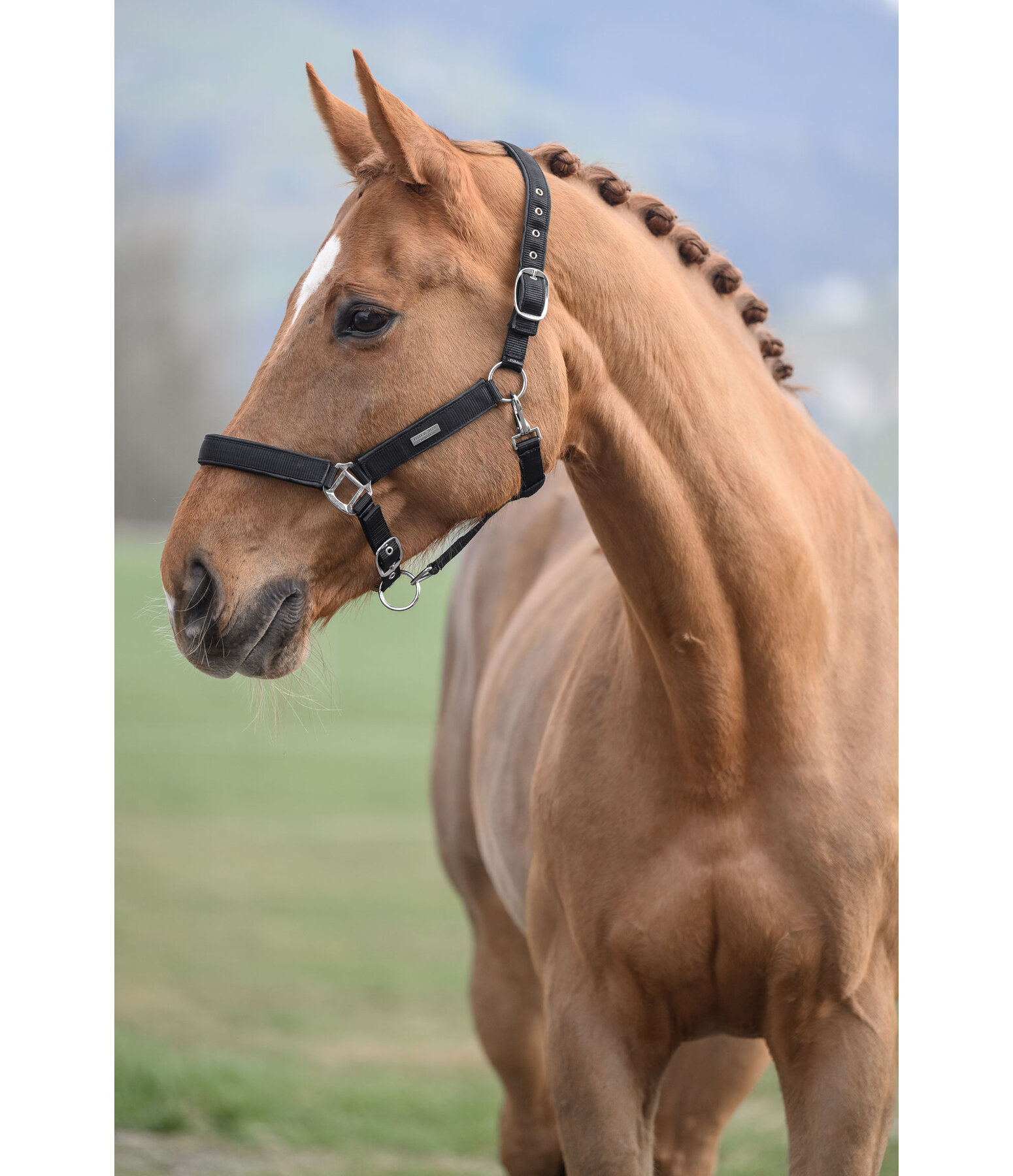 Headcollar Glitter