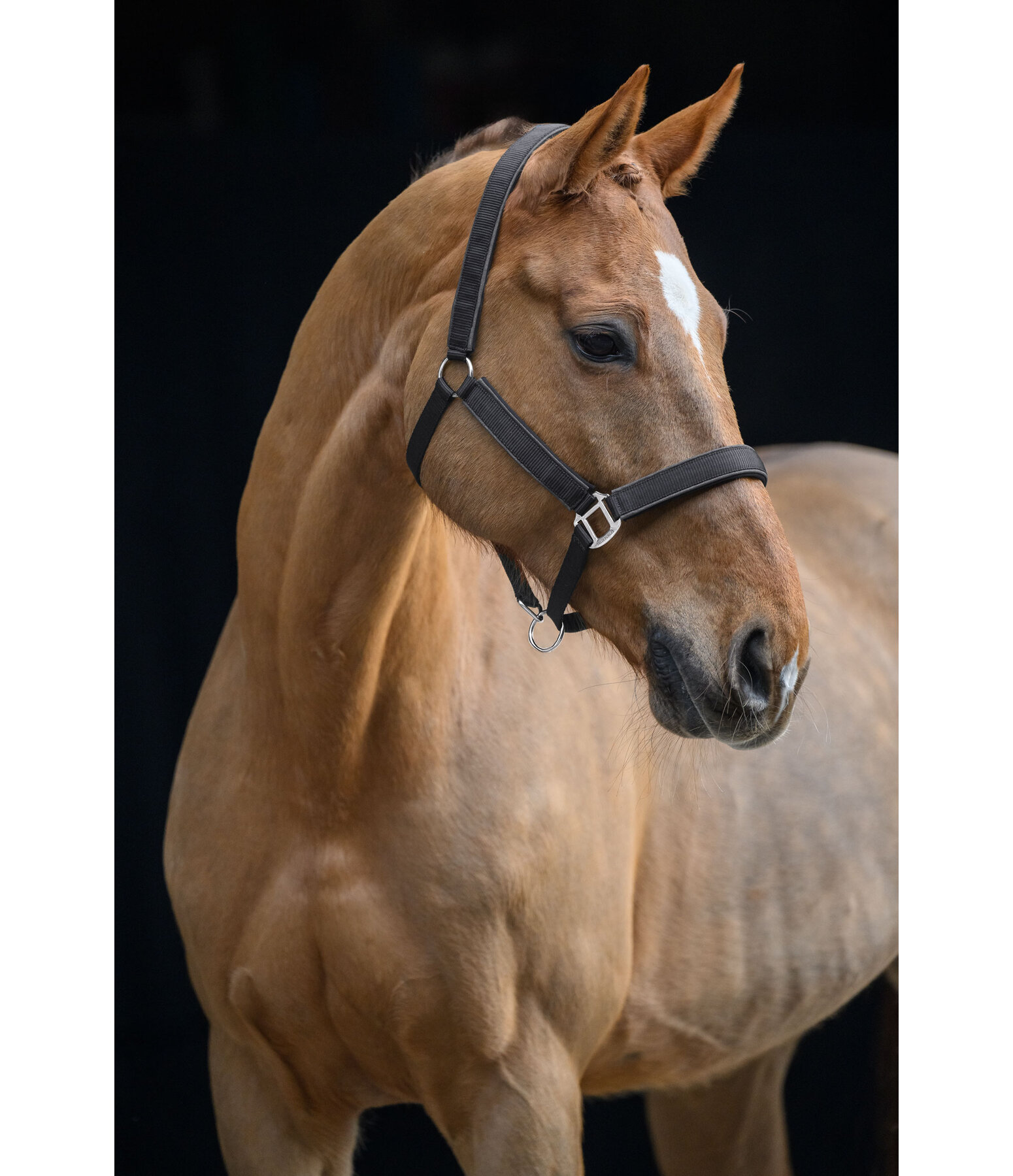 Headcollar Glitter