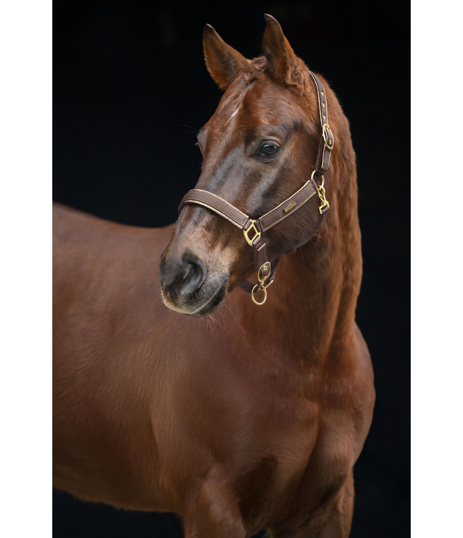 Headcollar Glitter