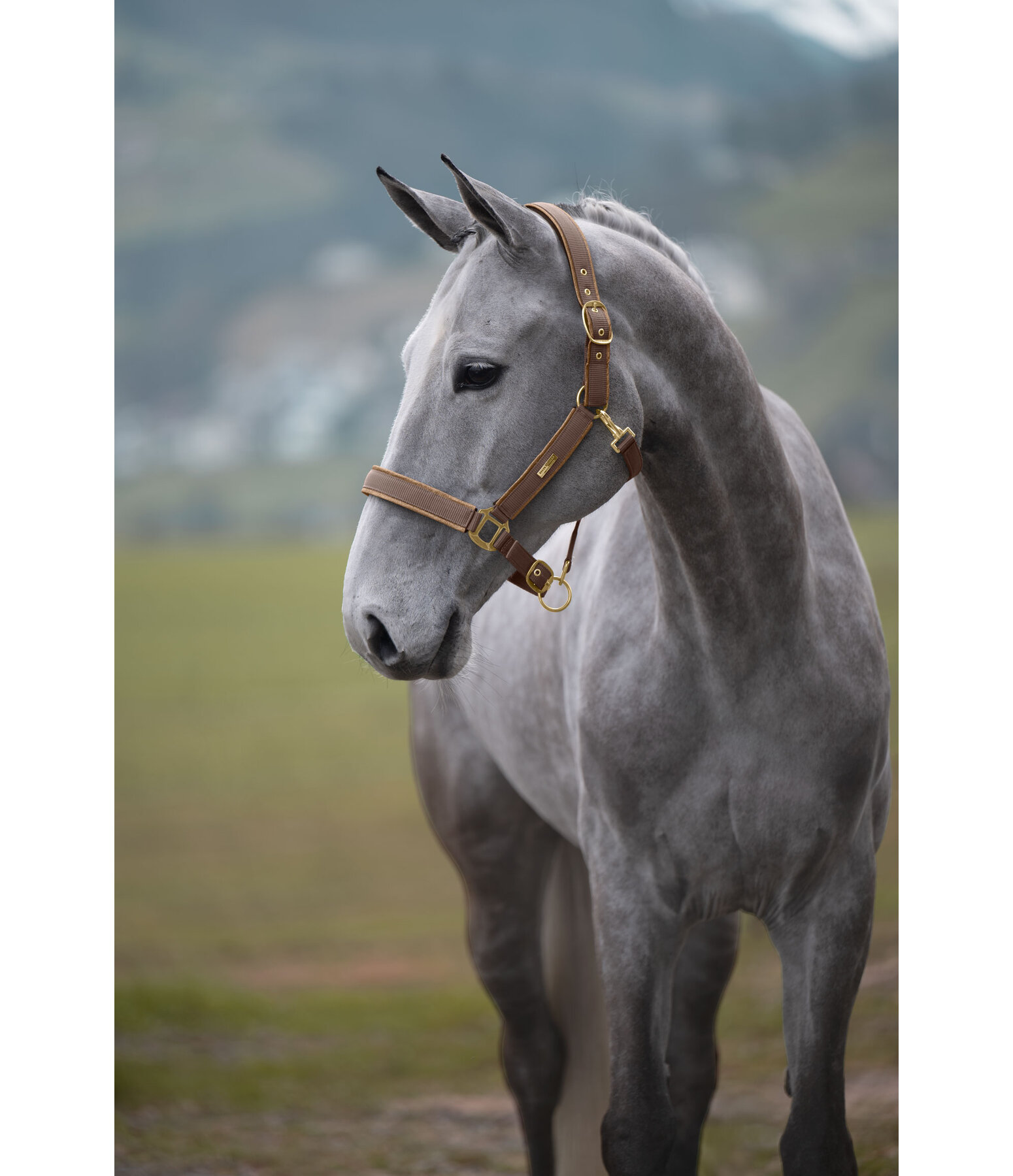 Headcollar Glitter