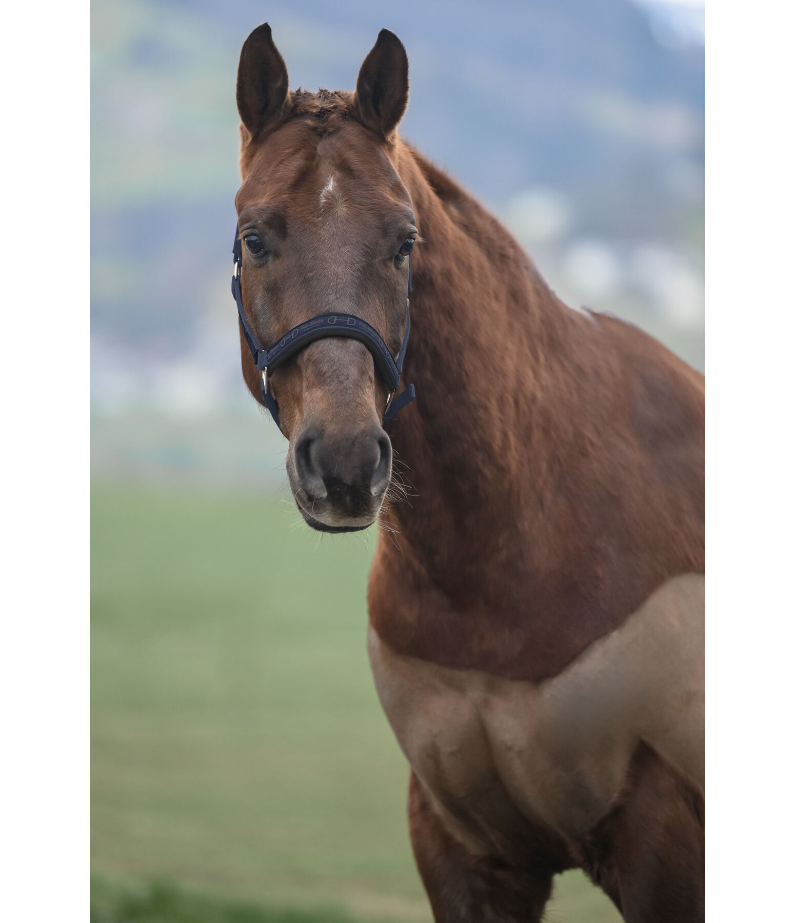 Headcollar Signature II