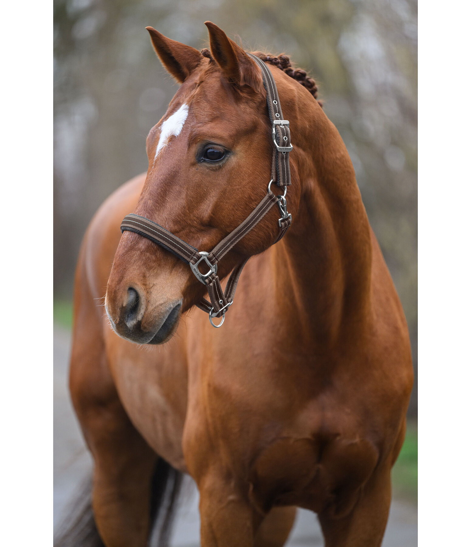 Headcollar Swiss Design II