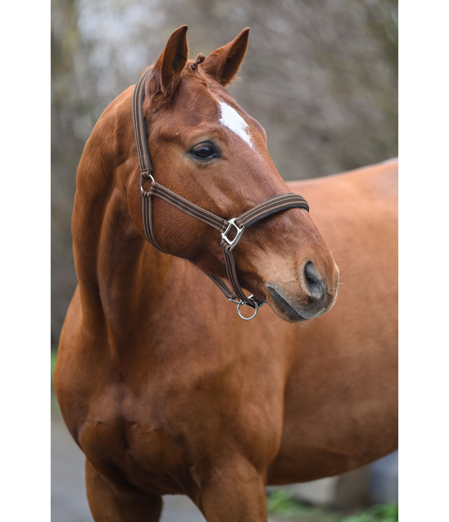 Headcollar Swiss Design II