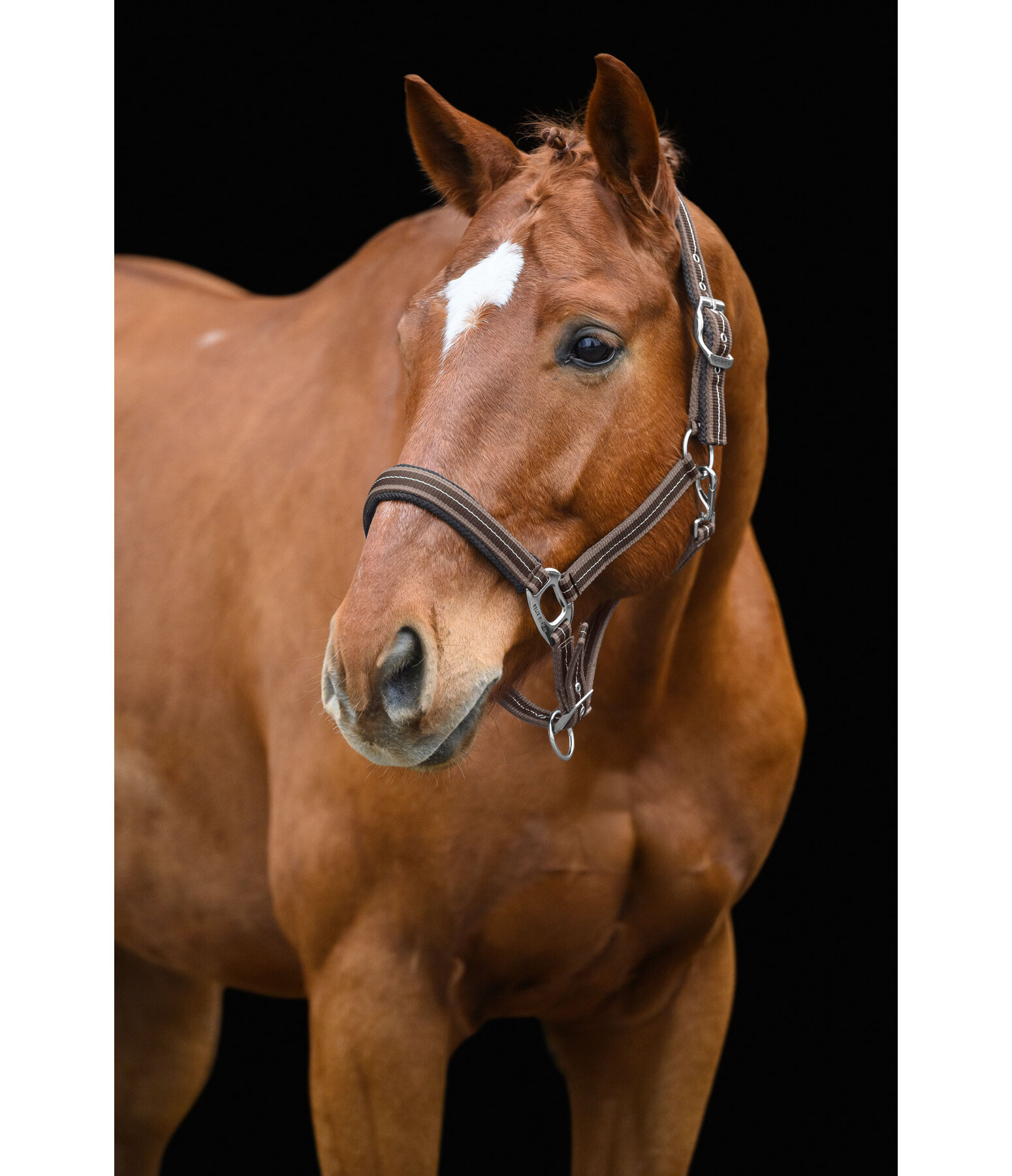 Headcollar Swiss Design II