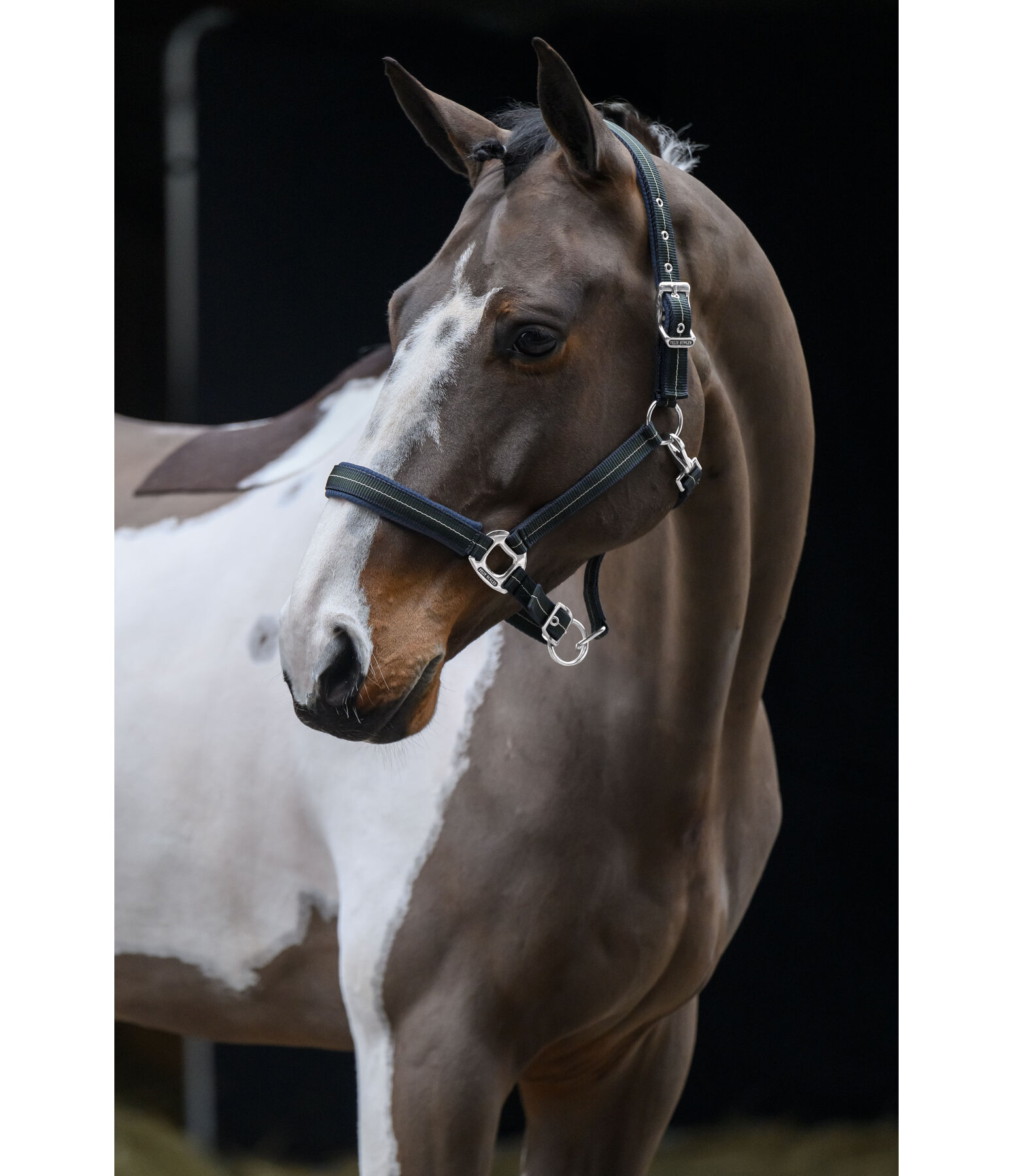 Headcollar Swiss Design II