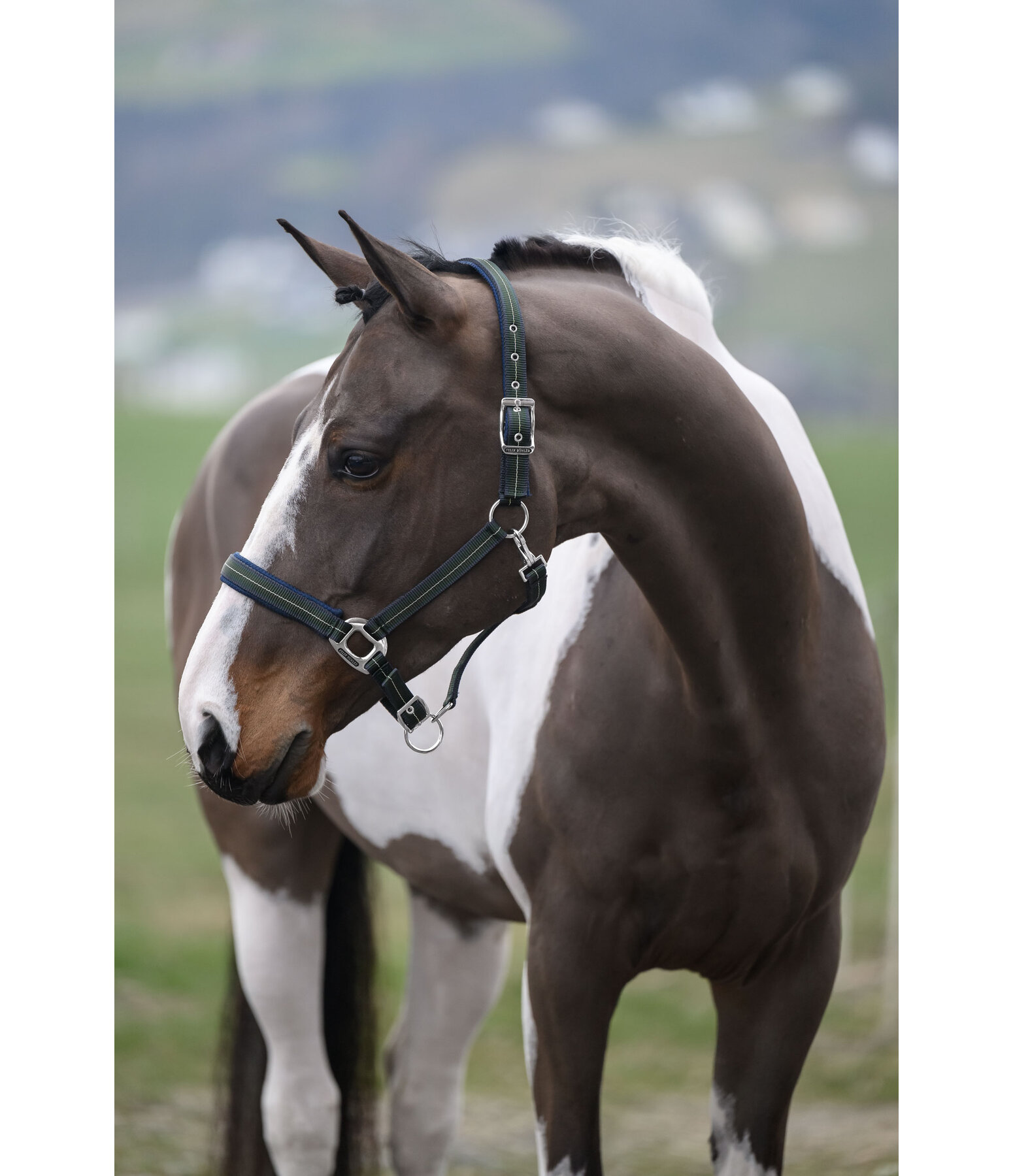 Headcollar Swiss Design II