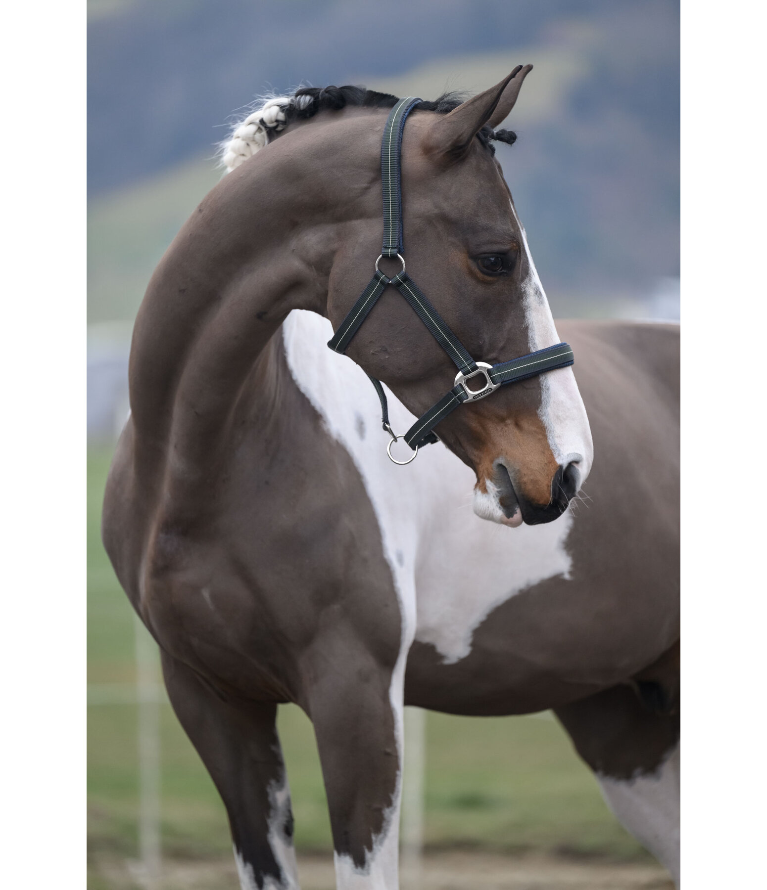 Headcollar Swiss Design II
