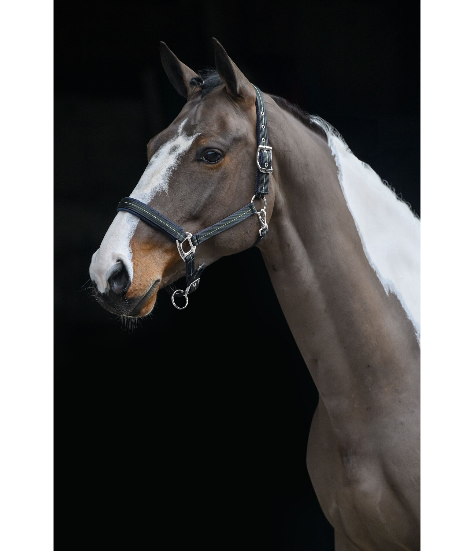 Headcollar Swiss Design II