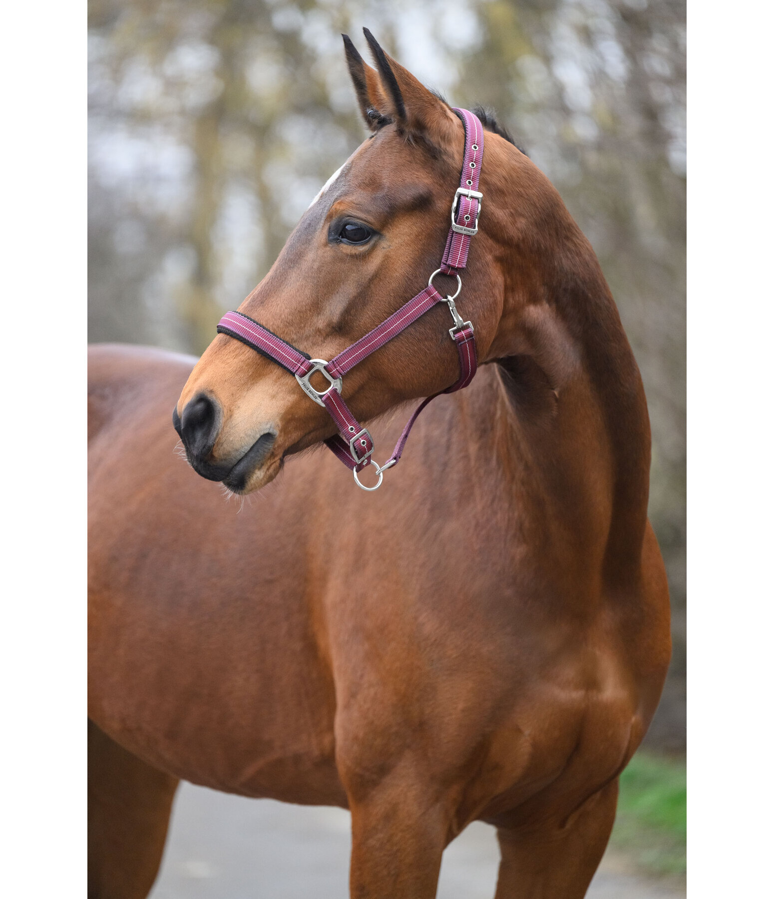 Headcollar Swiss Design II