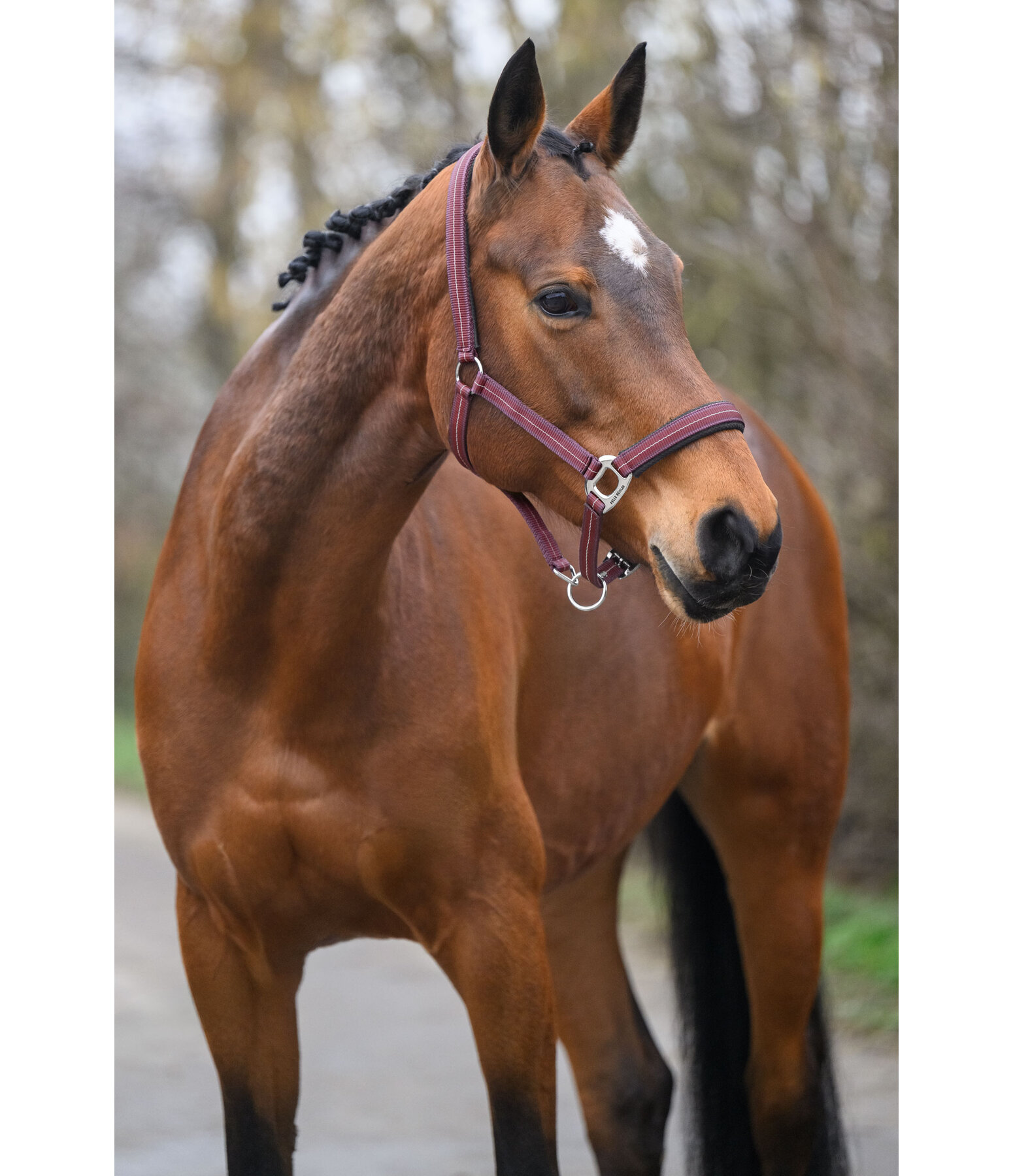 Headcollar Swiss Design II