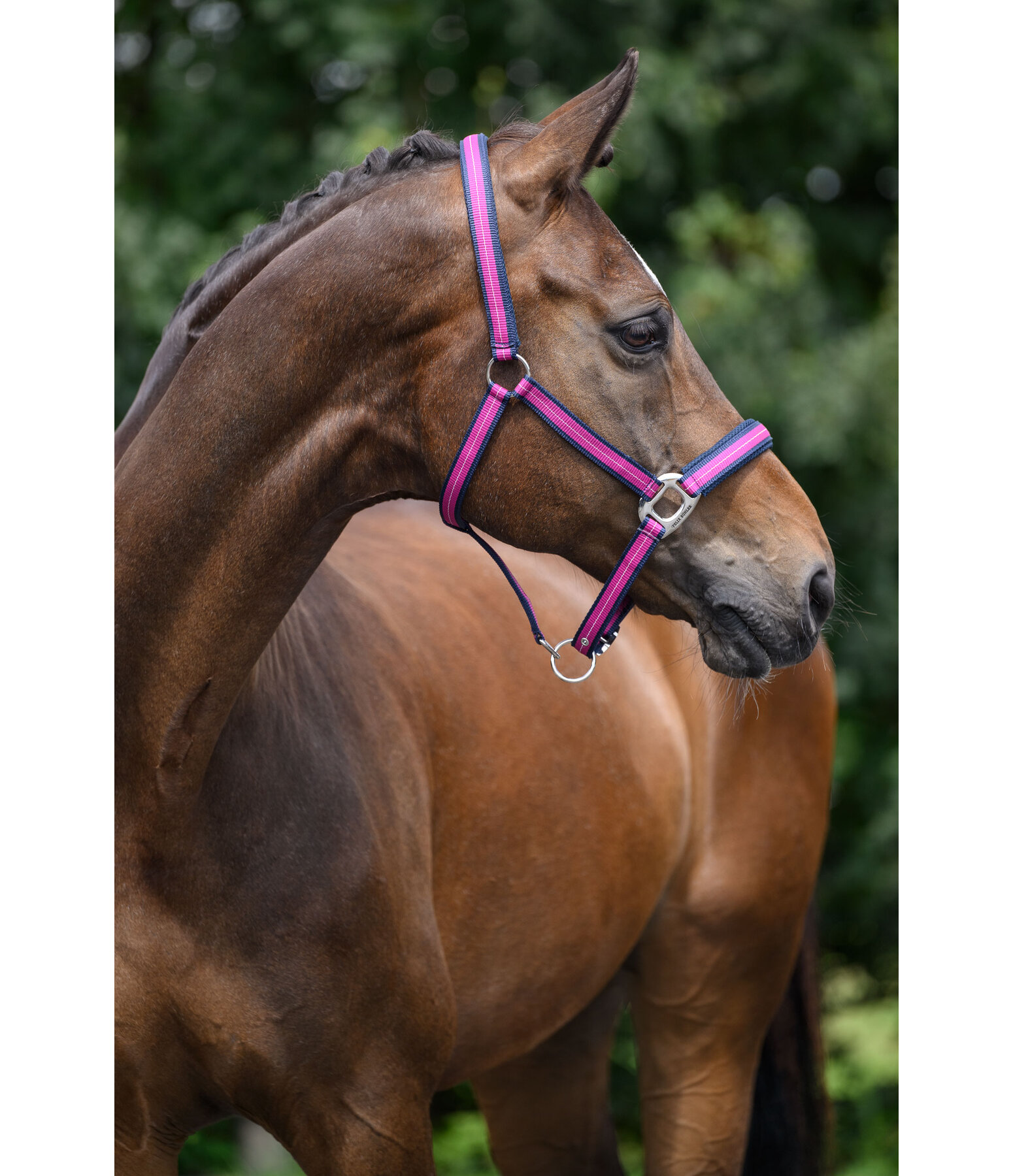 Headcollar Swiss Design II