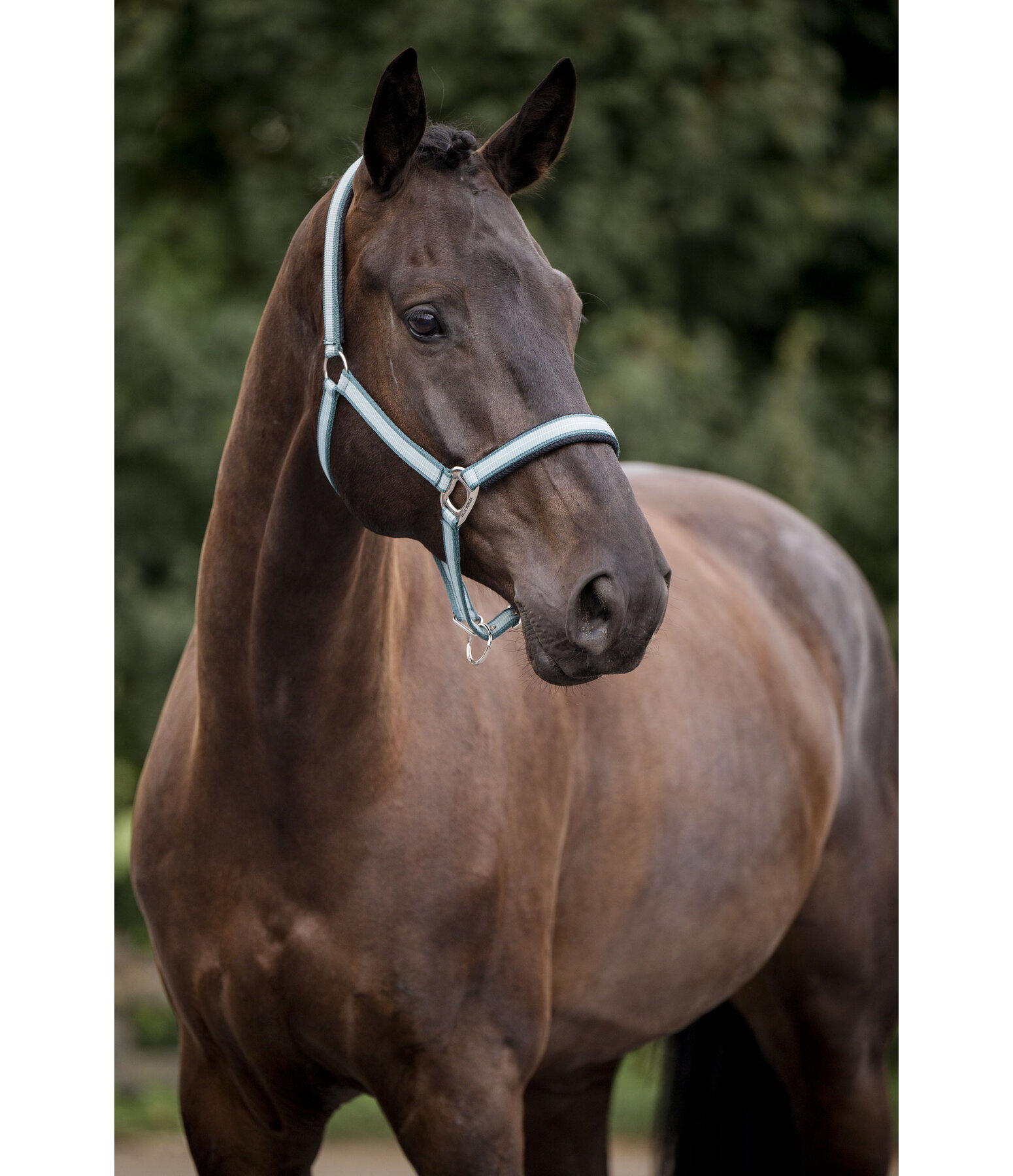 Headcollar Swiss Design II