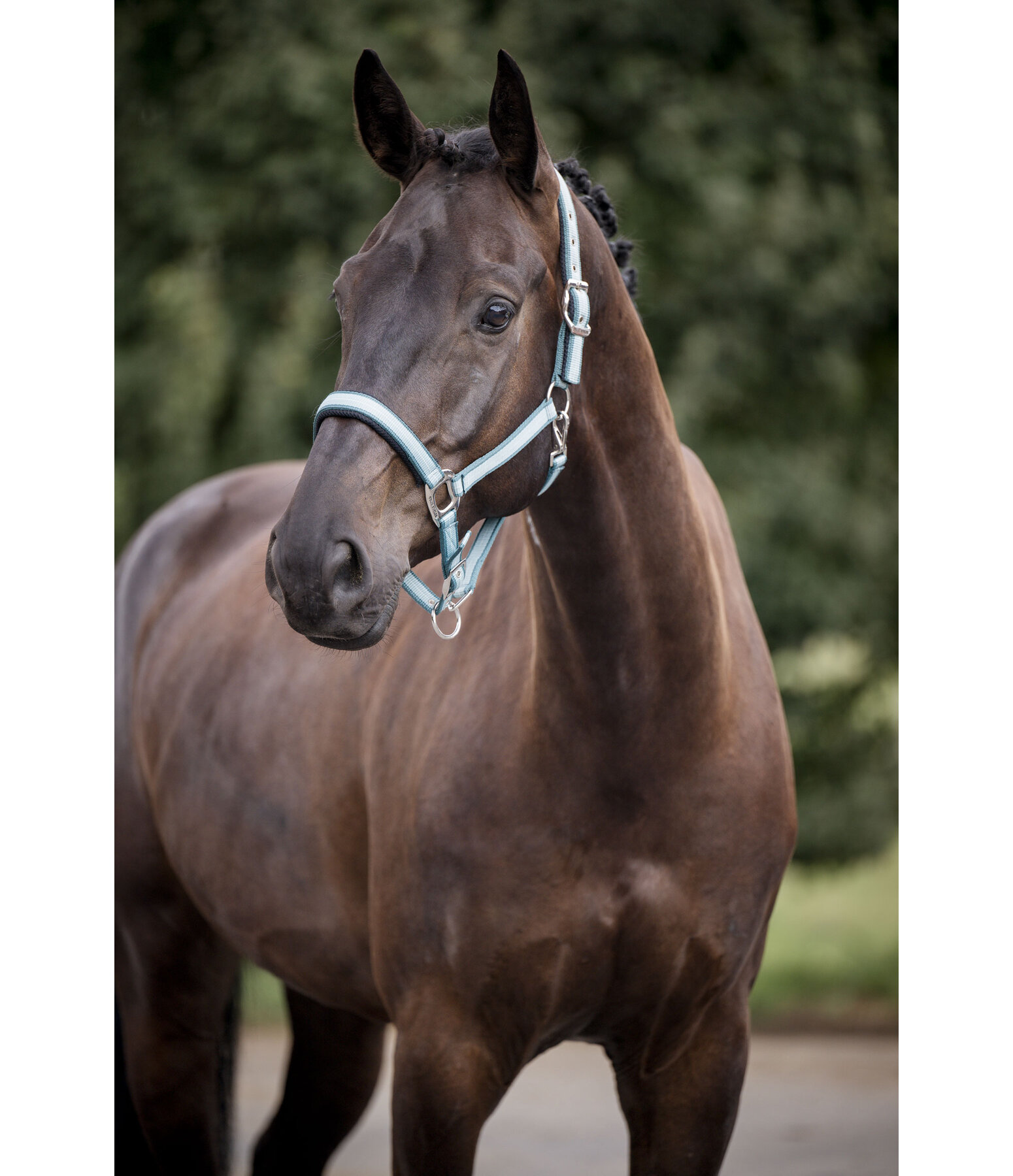 Headcollar Swiss Design II