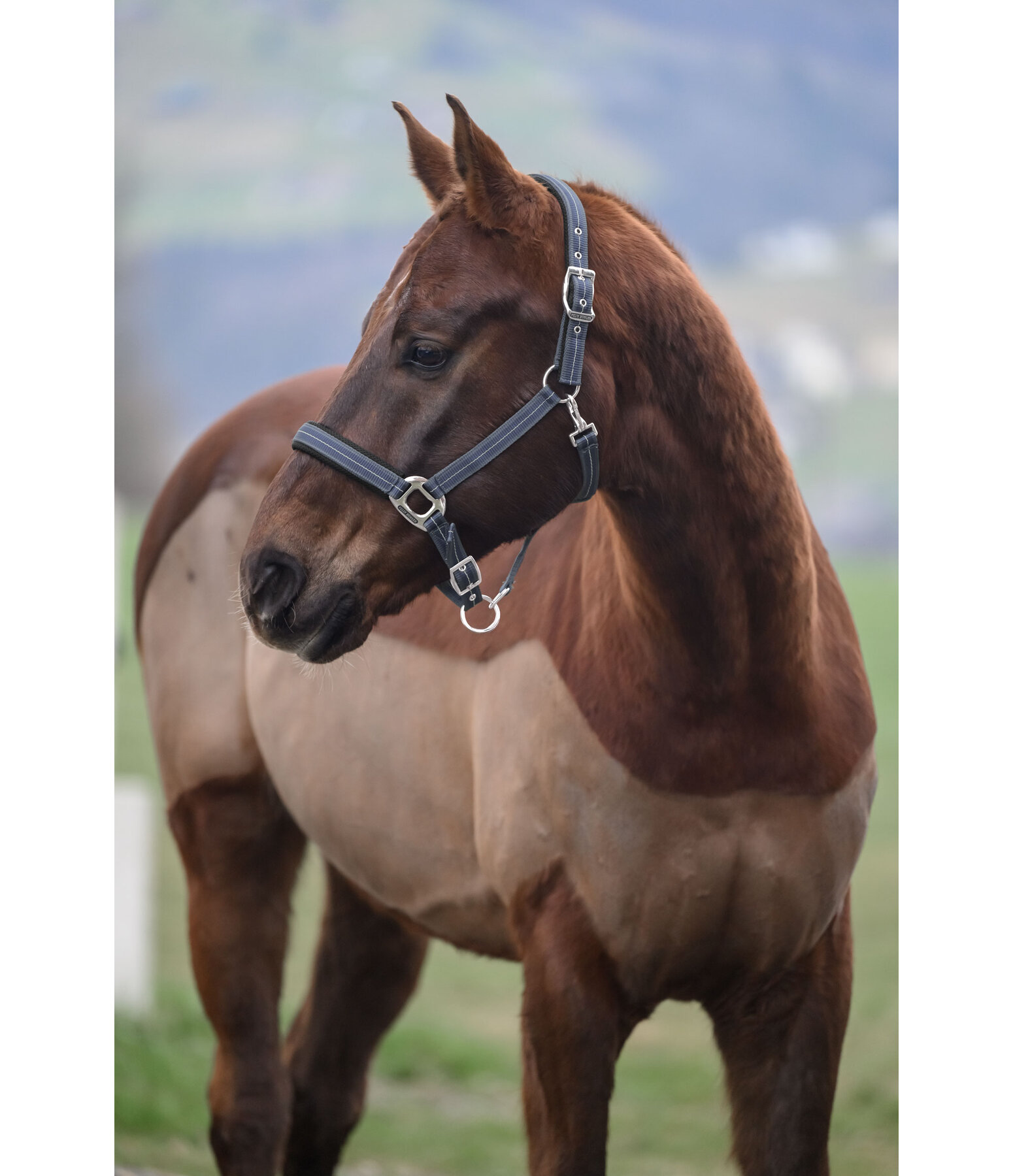 Headcollar Swiss Design II