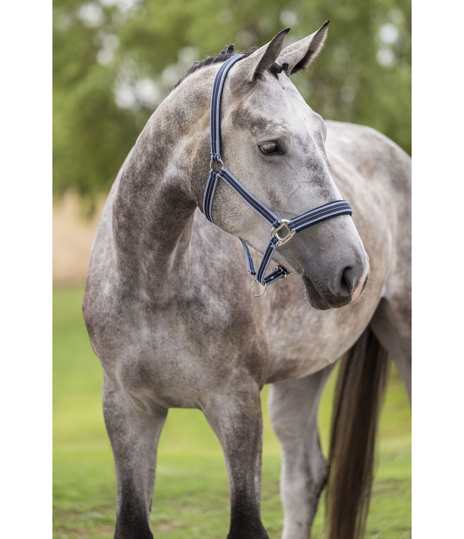 Headcollar Swiss Design II