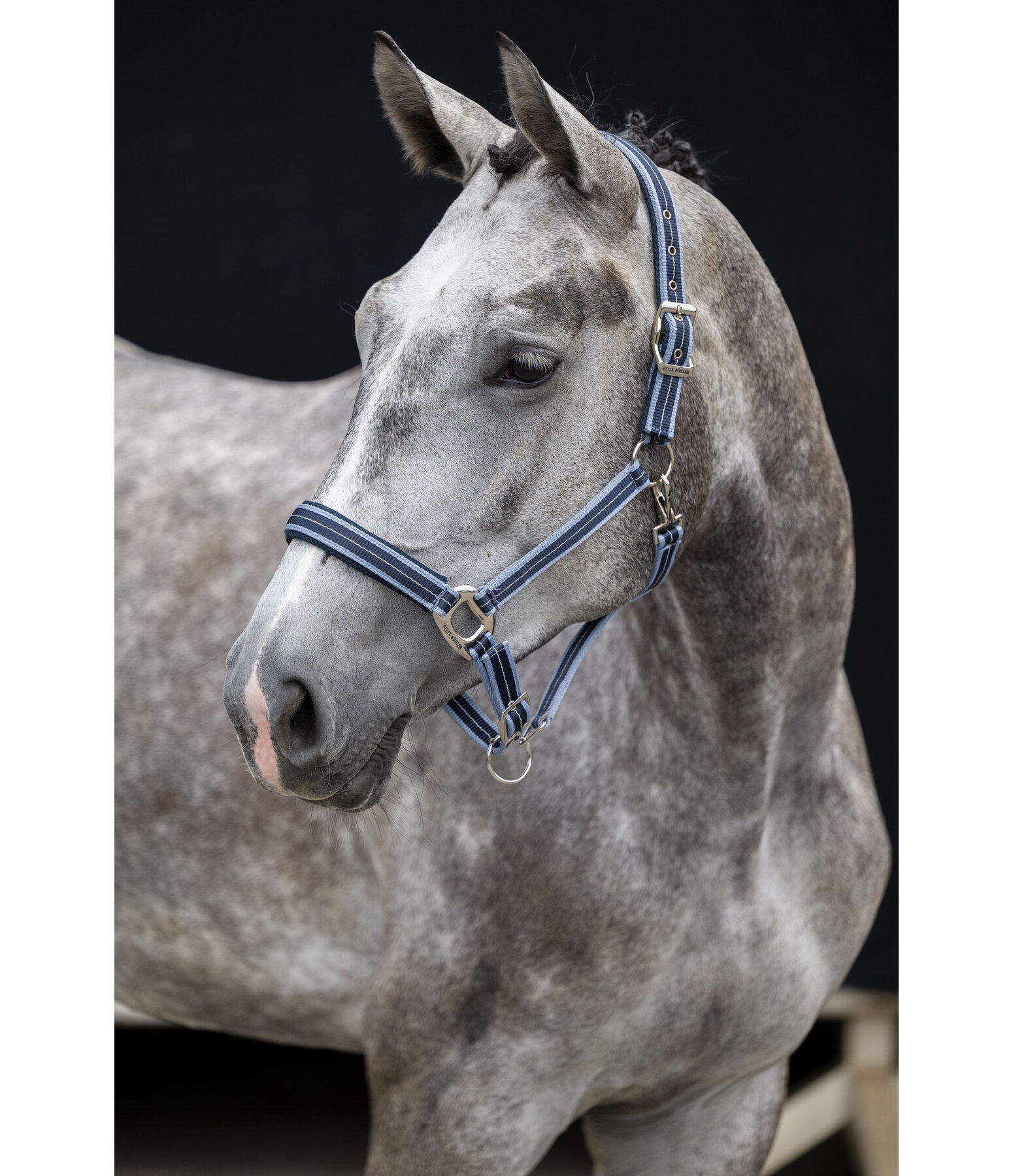 Headcollar Swiss Design II