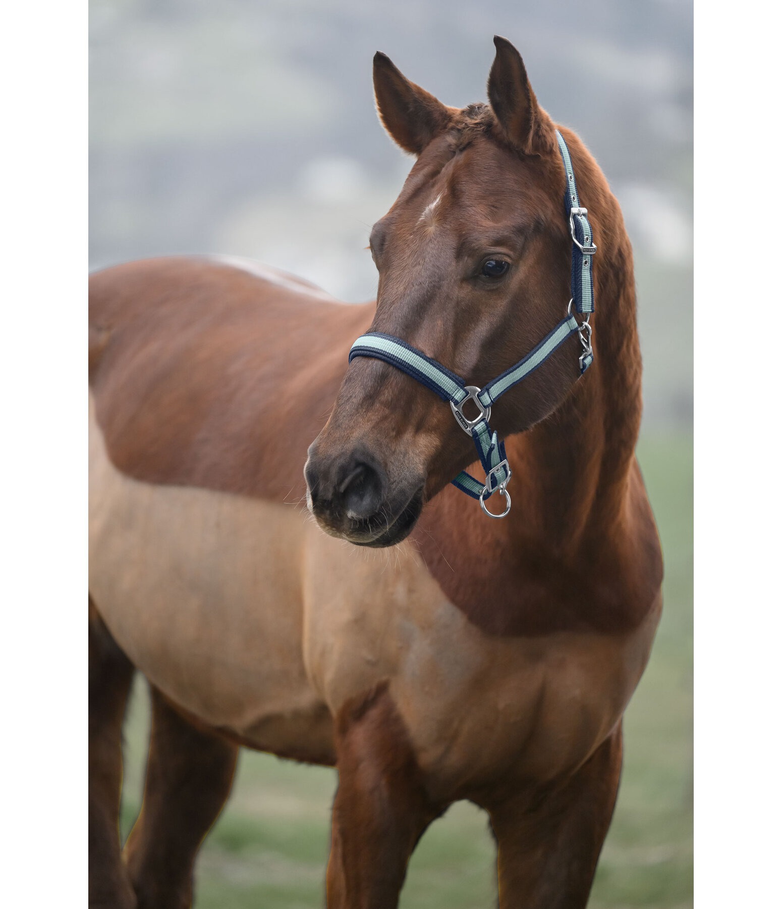Headcollar Swiss Design II