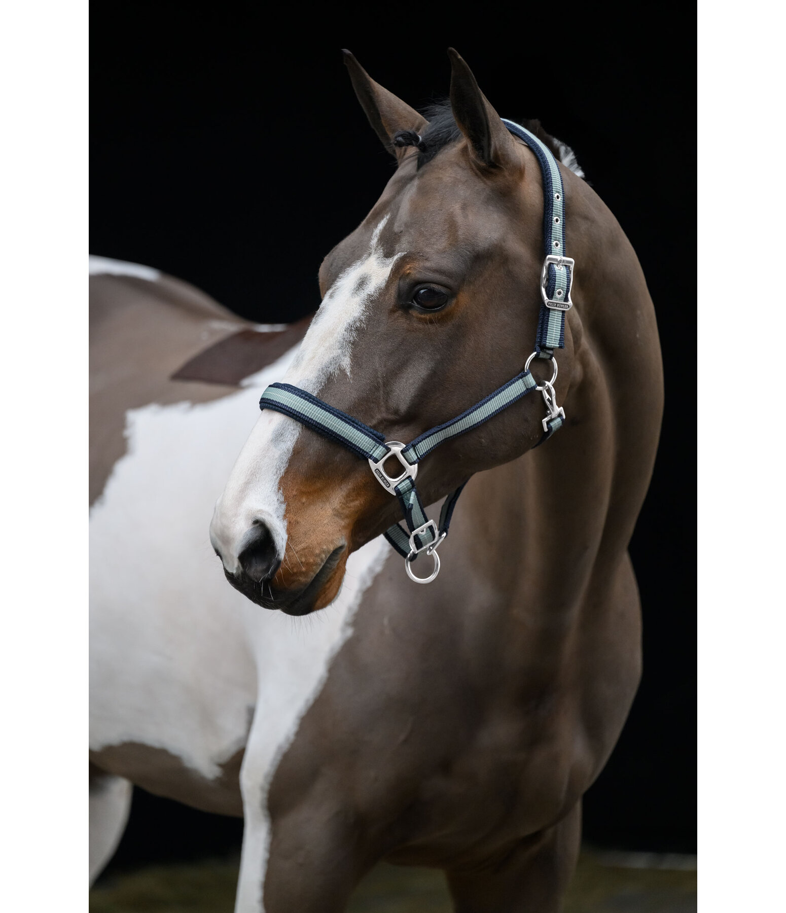 Headcollar Swiss Design II
