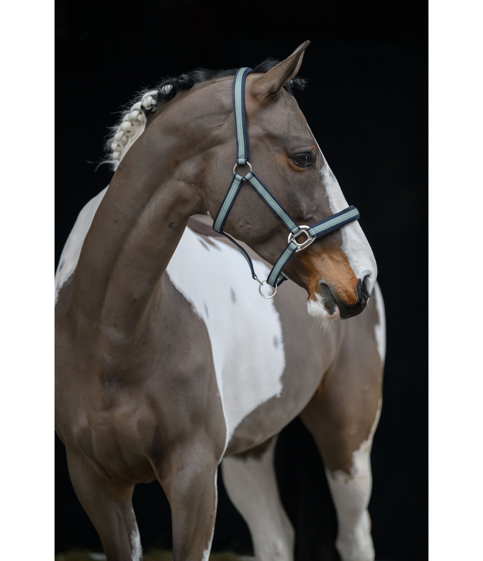 Headcollar Swiss Design II