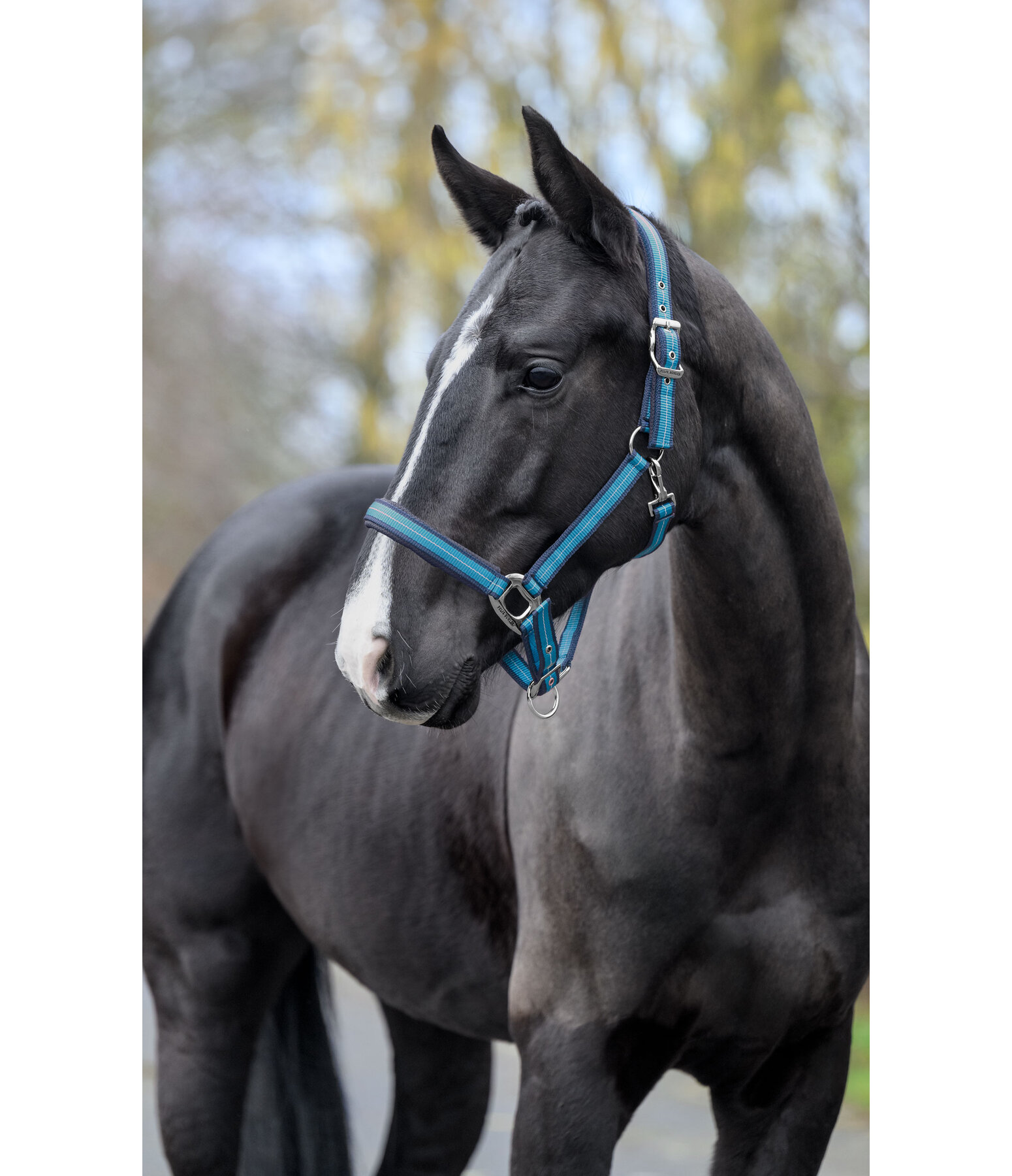 Headcollar Swiss Design II