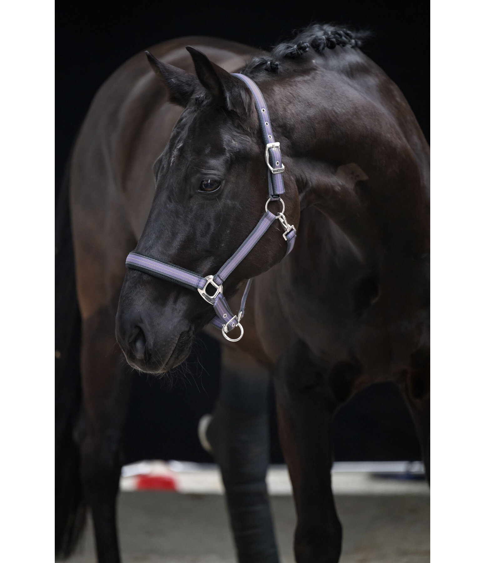 Headcollar Swiss Design II